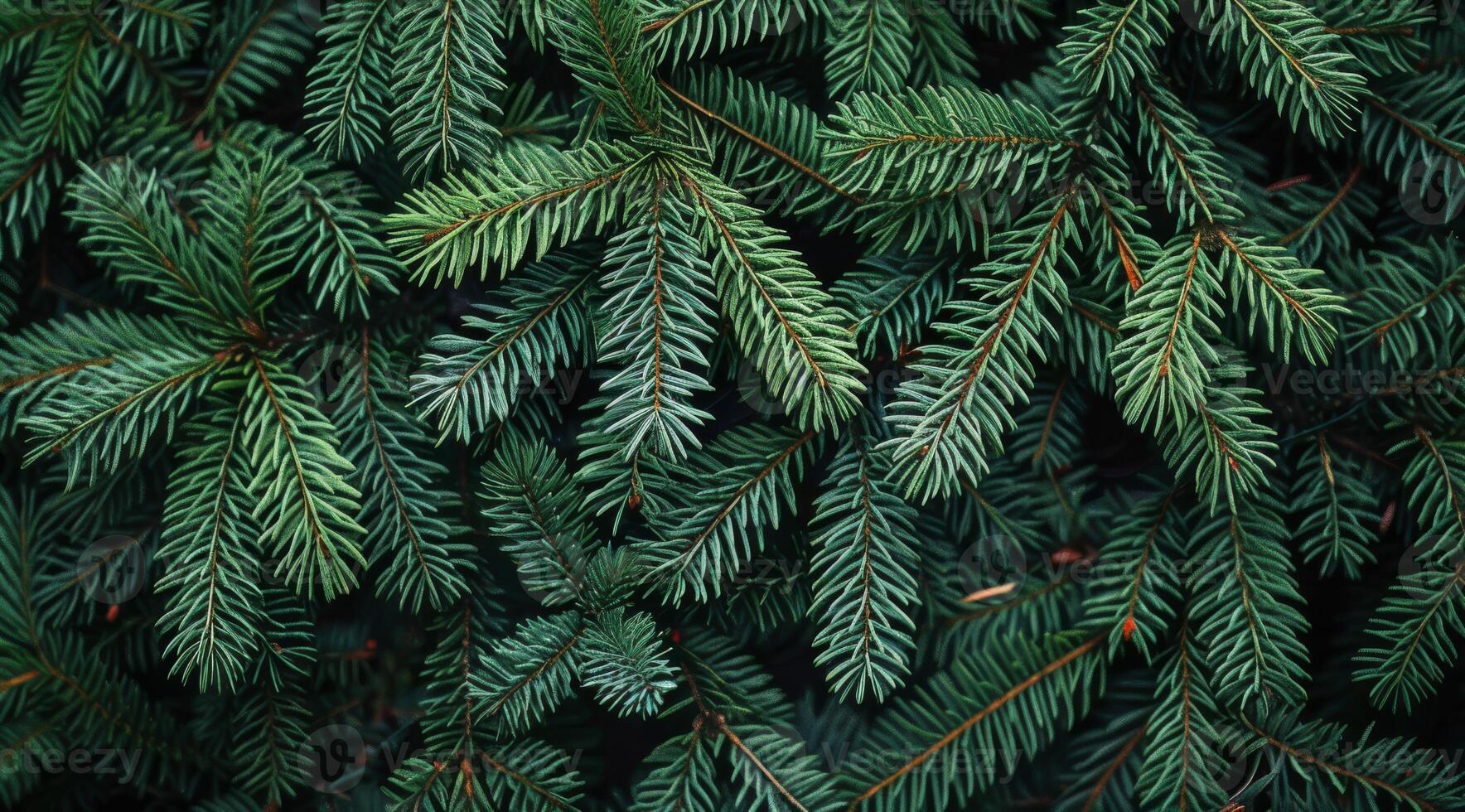 This view of vibrant green pine branches highlights their delicate needlelike leaves, inviting nature enthusiasts and photographers to admire its beauty and tranquility in the lush environment photo
