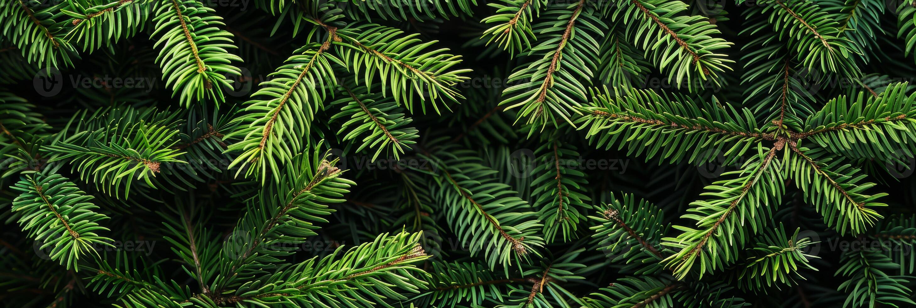 A captivating and detailed closeup of vibrant green pine branches, beautifully showcasing the intricate texture and refreshing quality of the needles, ideal for those who love and appreciate nature photo
