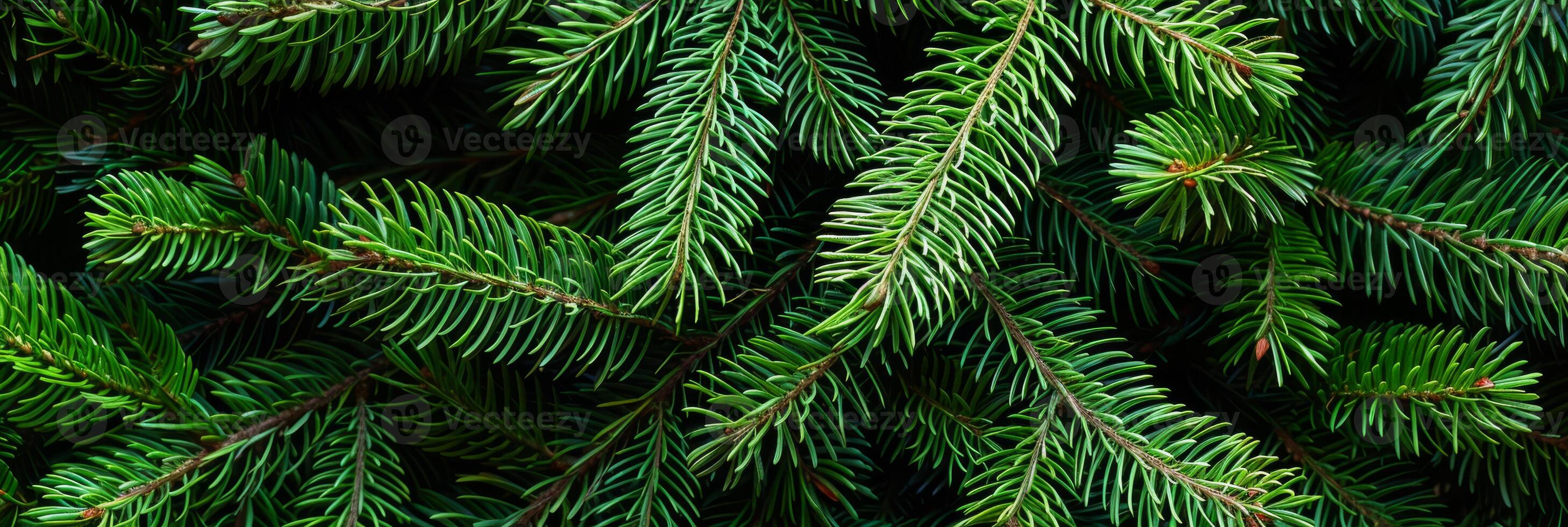 This is a detailed and closeup view of lush green pine branches, meticulously showcasing their vibrant, soft needles along with their unique and natural texture that truly captivates the eye photo