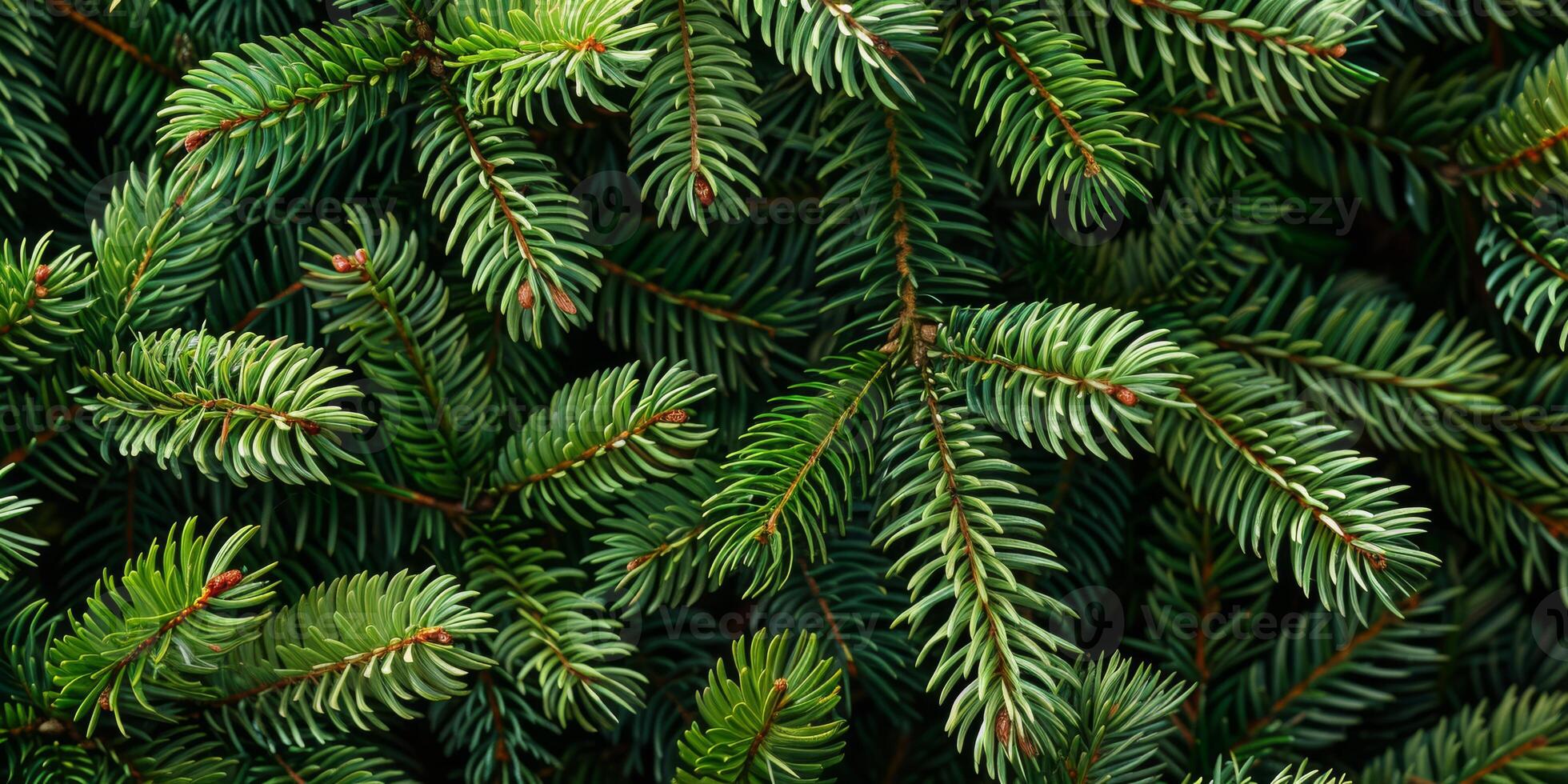 This closeup image beautifully showcases vibrant green pine branches, artfully highlighting the intricate details of their delicate needles along with their captivating and refreshing natural beauty photo