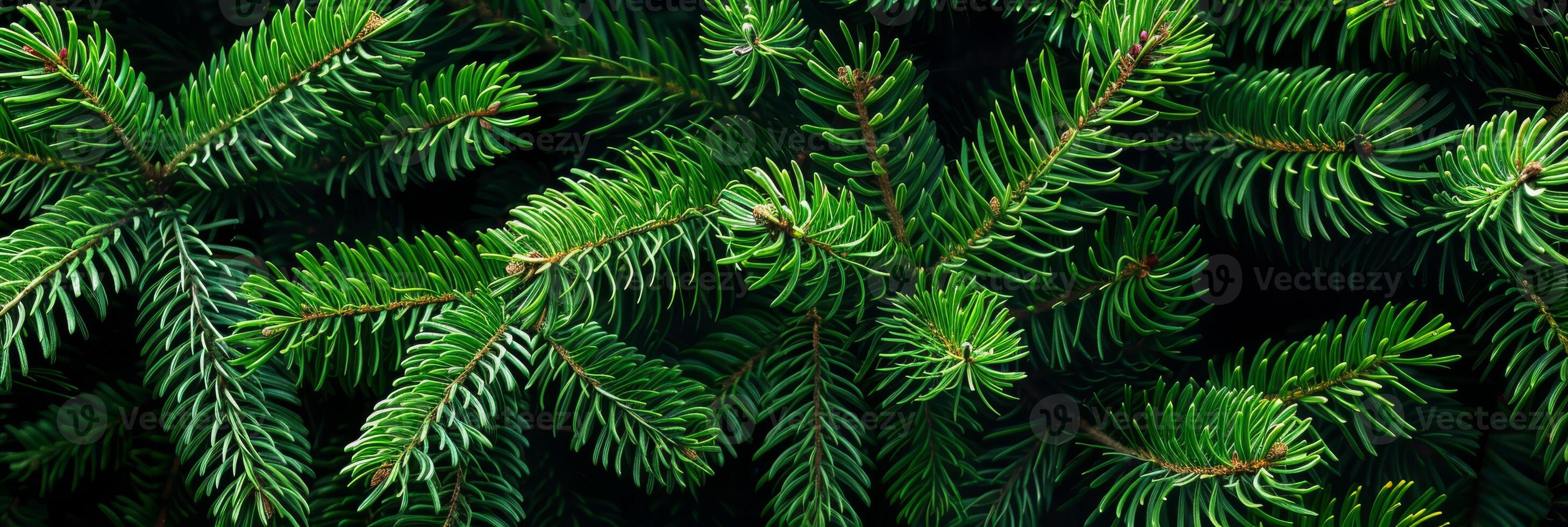 A closeup of vibrant green pine branches beautifully showcases their needlelike leaves and lush texture, making it perfect for nature enthusiasts and enhancing the charm of seasonal home decor photo