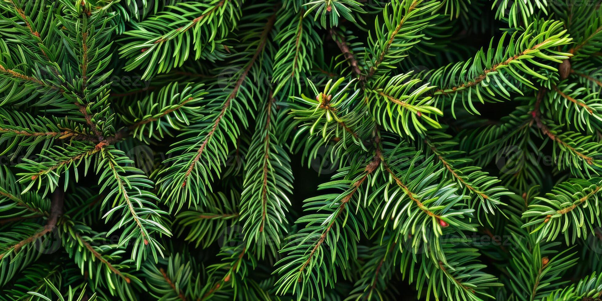 This is a beautifully detailed closeup view of vibrant green pine branches, capturing the lush texture and intricate needlelike leaves that characterize this evergreen coniferous plant photo