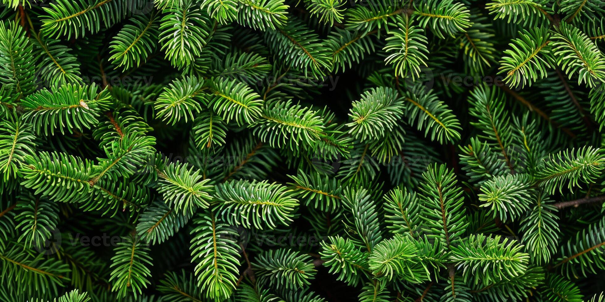 This is a stunning closeup perspective of vibrant green pine branches, which beautifully showcases the intricate texture and vibrant beauty found in the natural foliage of the environment around us photo