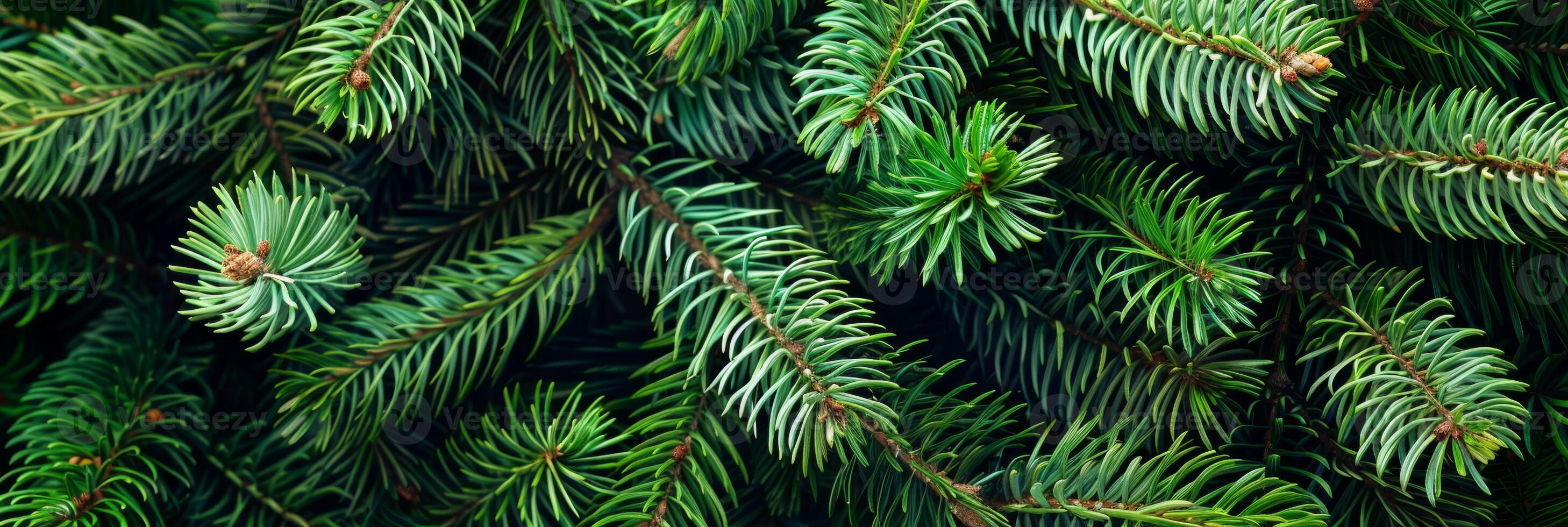 A stunning and vivid closeup view of pine branches that beautifully showcases the lush green needles, capturing the true essence of nature and the wonderful tranquility it offers photo