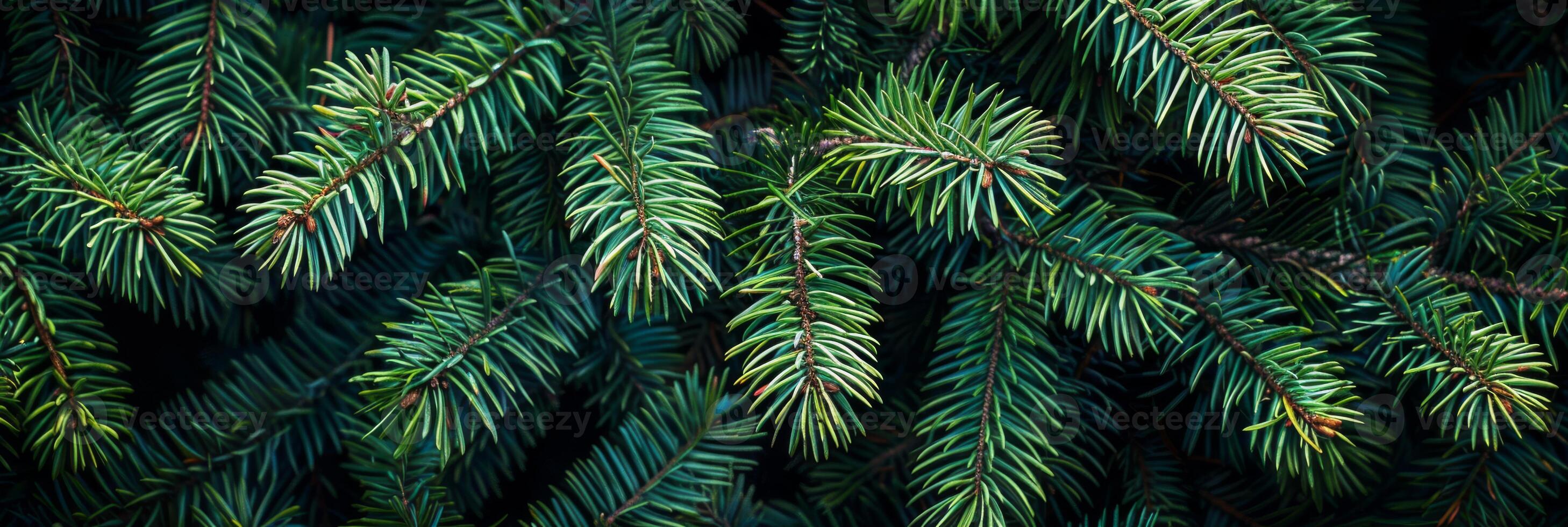 A detailed and striking closeup view of the vibrant green pine branches, showcasing their intricate texture, unique patterns, and natural beauty within a serene and peaceful forest setting photo