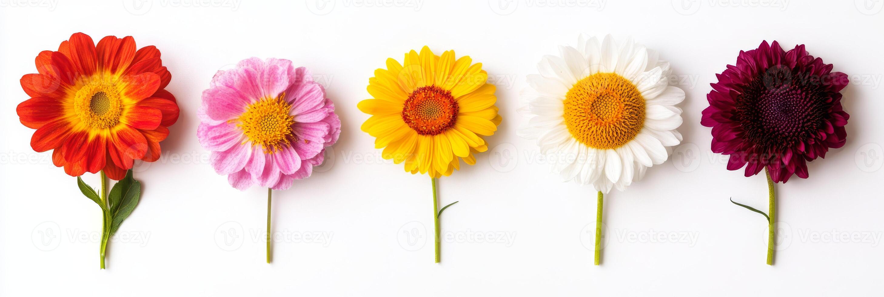 This vibrant collection of five colorful flowers is perfect for spring themes, offering enchanting decoration that allows for creativity and personal expression, suitable for various occasions photo