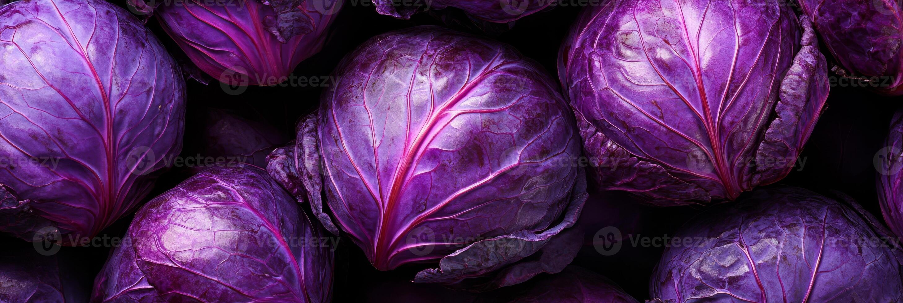 A closeup view of vibrant purple cabbages is showcasing their rich, beautiful color along with their texture photo