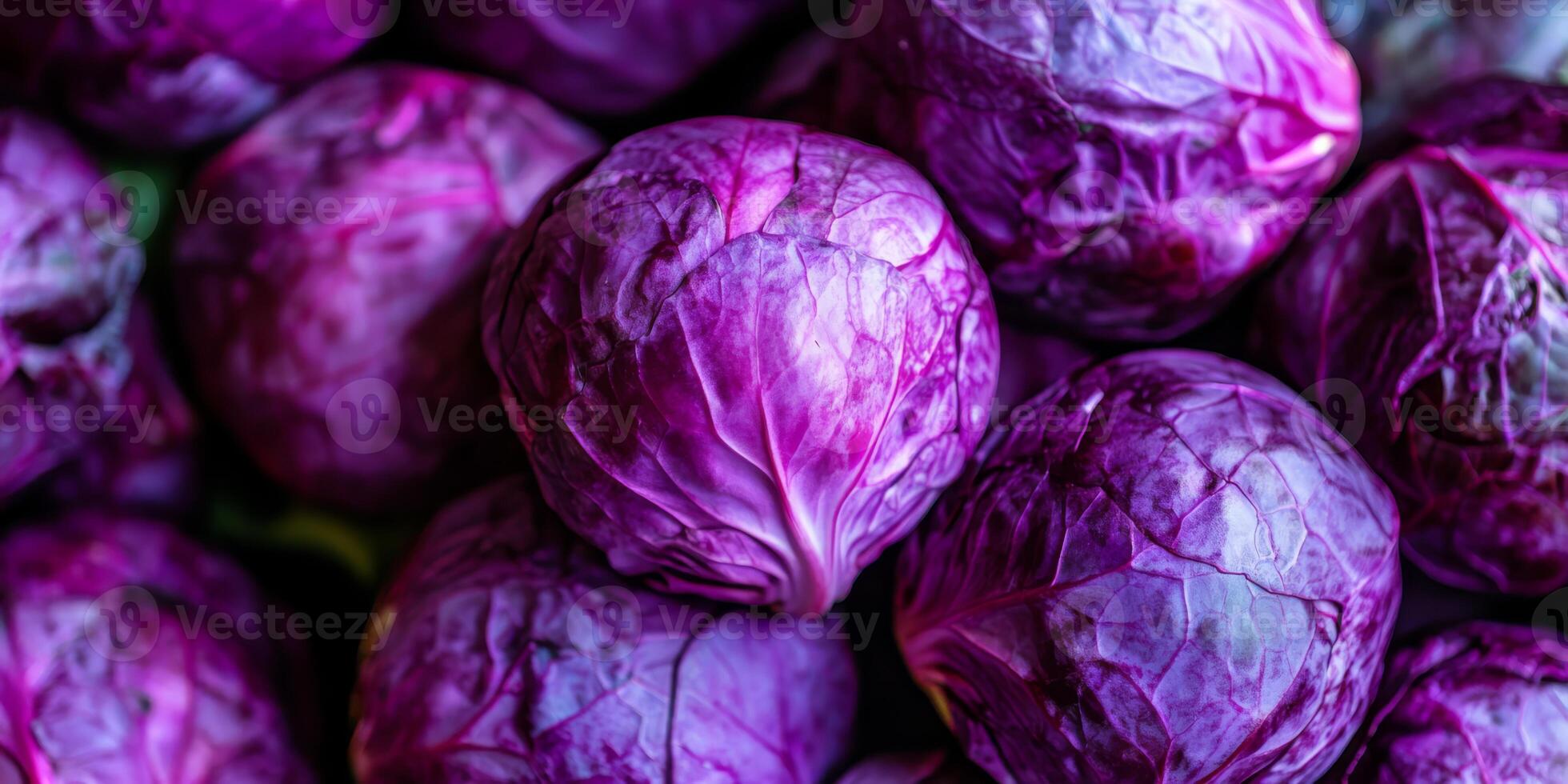 A vibrant and colorful array of freshly picked purple cabbage is perfect for use in salads and in healthy dishes photo