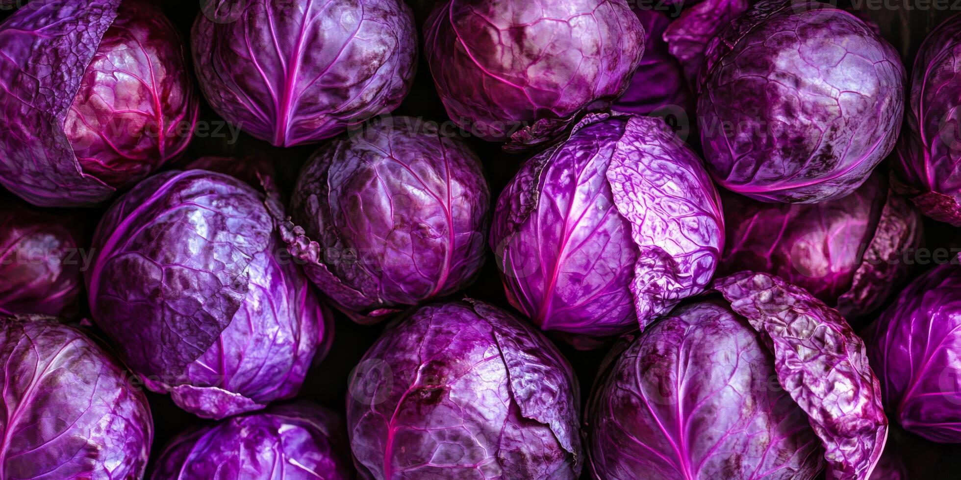 Vibrant purple cabbages beautifully showcasing a colorful and healthy harvest in a lush, artistic arrangement photo
