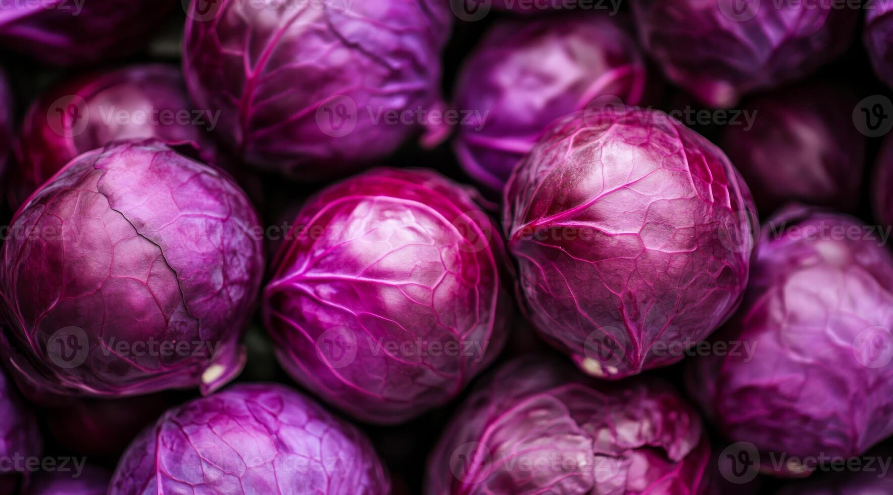 These vibrant purple cabbages, which are fresh and crisp, are perfect for use in salads, stirfries, and as a garnish photo