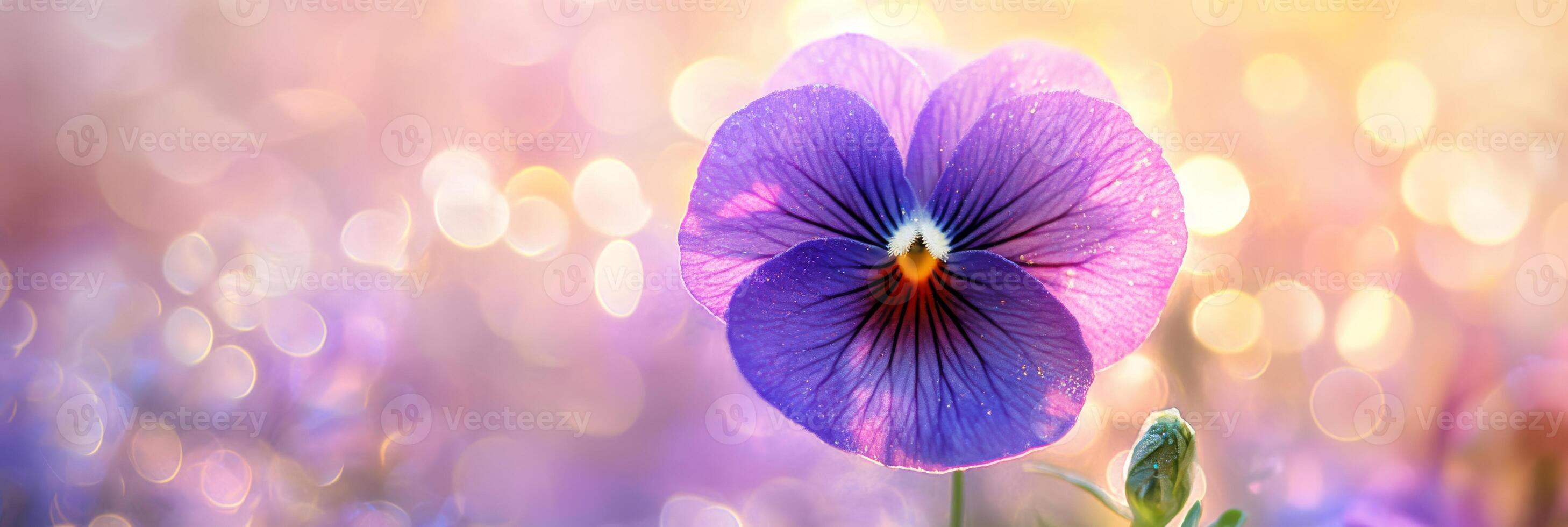 A stunning closeup of a pansy flower showcasing vibrant purple petals against a dreamy, soft background photo