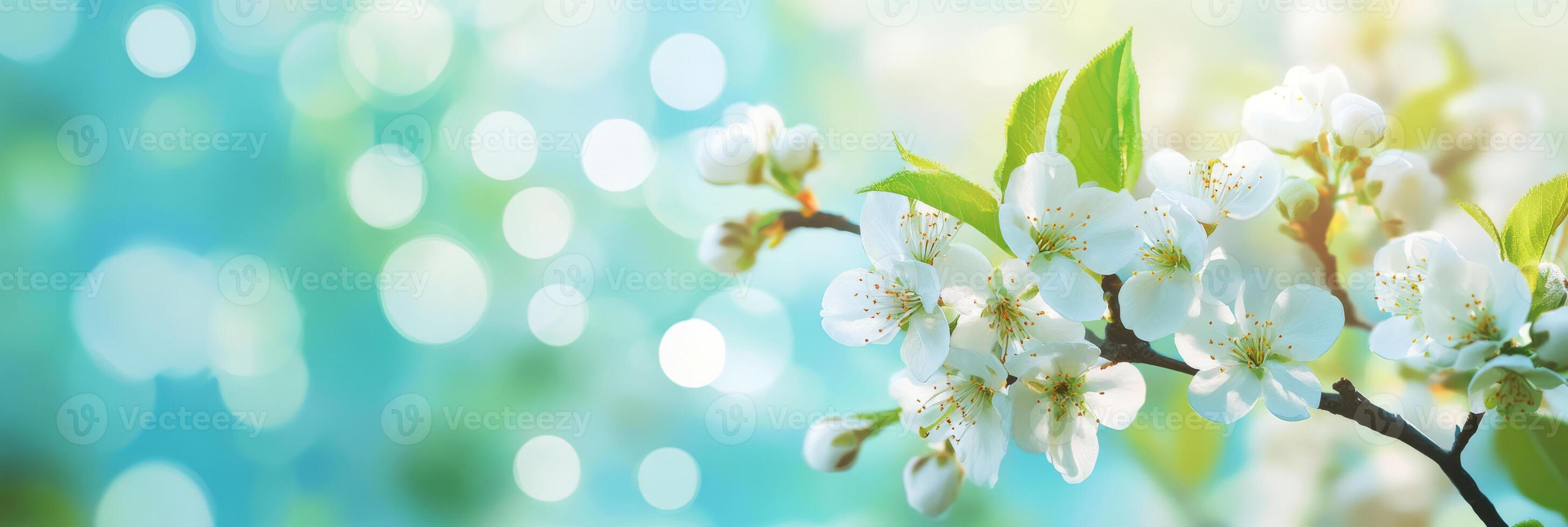 This is a serene floral scene that showcases beautiful white blossoms adorned with a dreamy bokeh effect photo