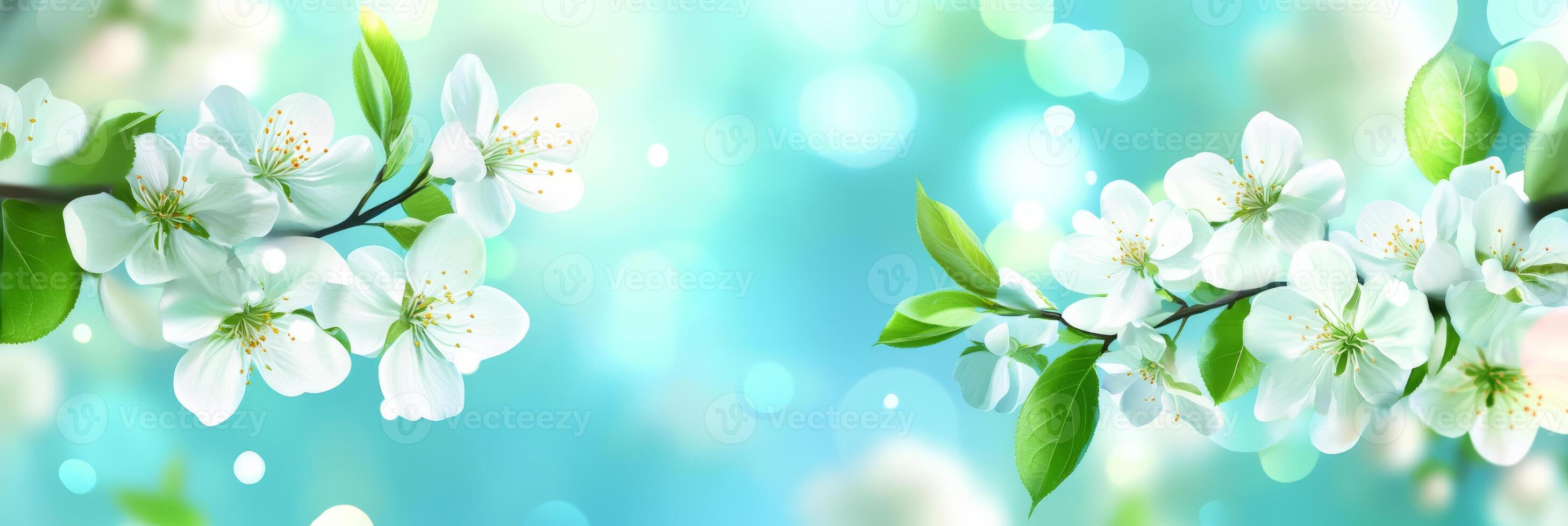 The white blossoms beautifully display their charm against a vibrant turquoise backdrop, ideal for spring themes photo