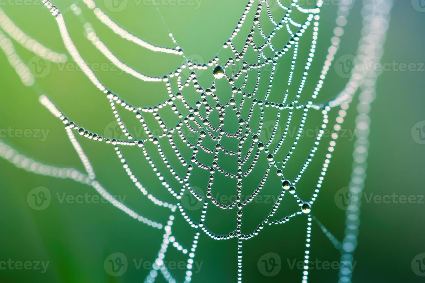 A spider web covered in morning dew. photo