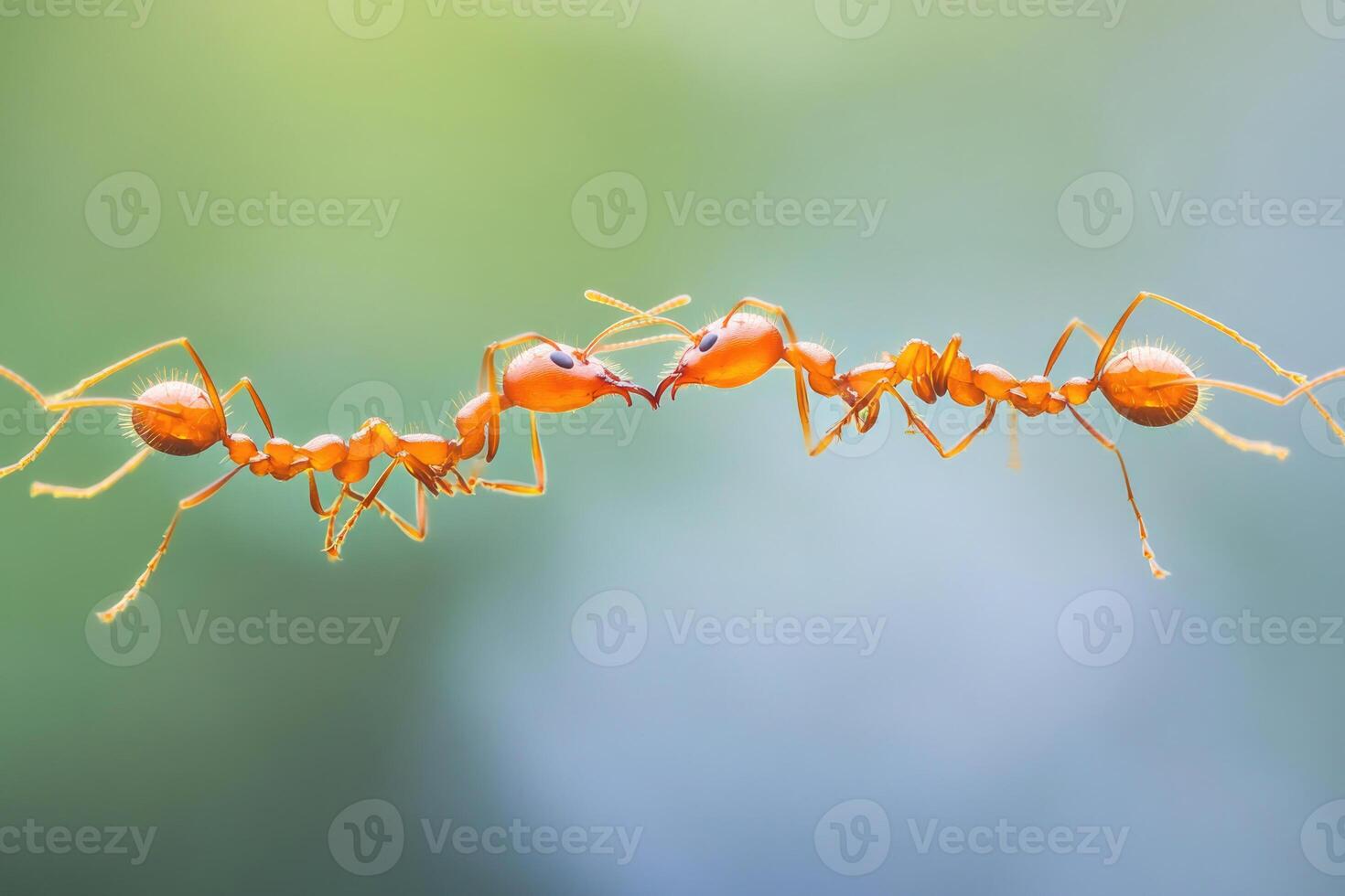 Ants forming a bridge with their bodies. photo