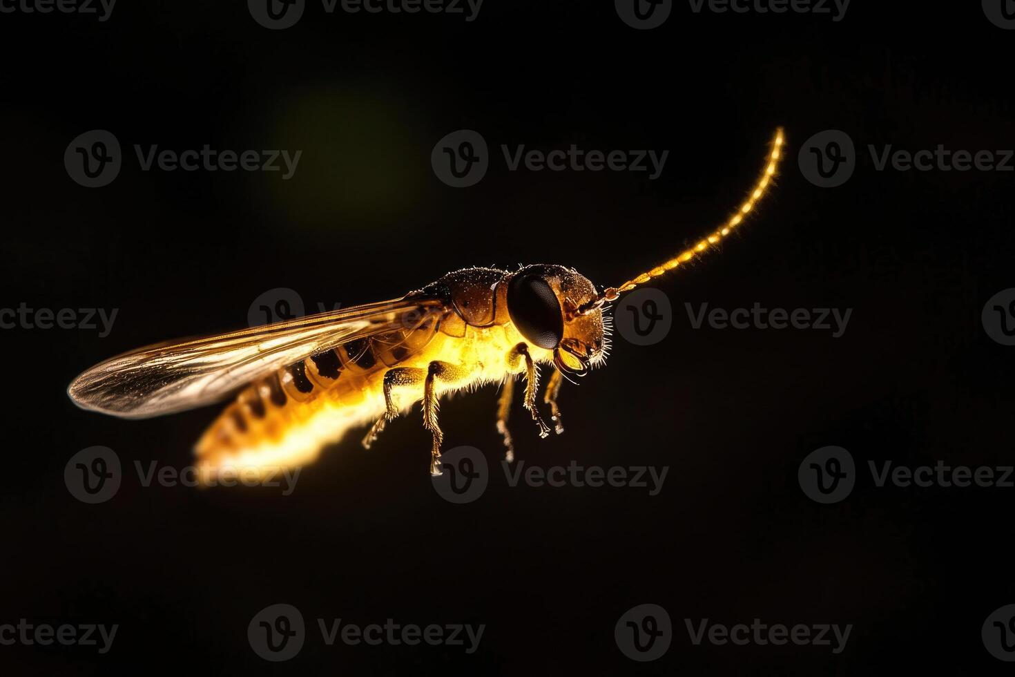 A firefly glowing in the night. photo
