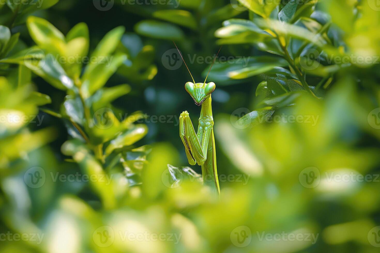 A praying mantis hidden among garden plants. photo