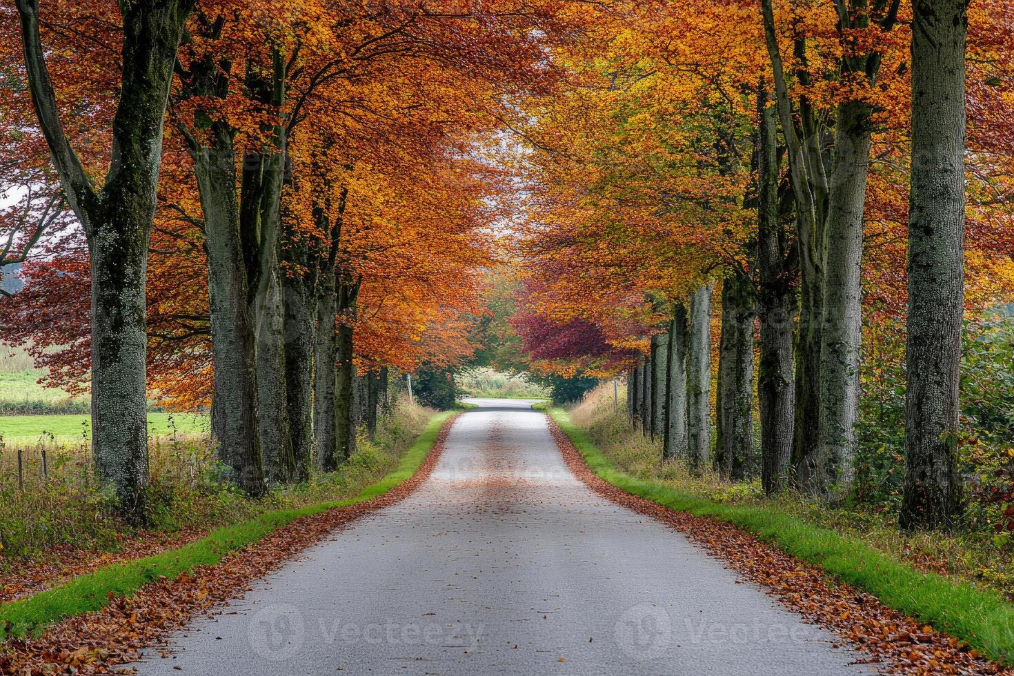 A charming countryside road flanked by autumnal trees. photo