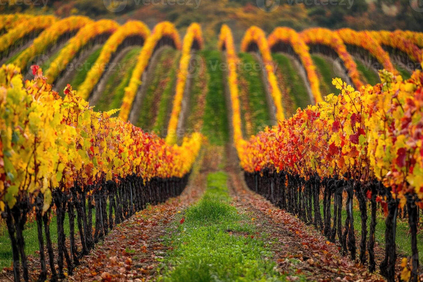 A picturesque vineyard in the autumn season. photo