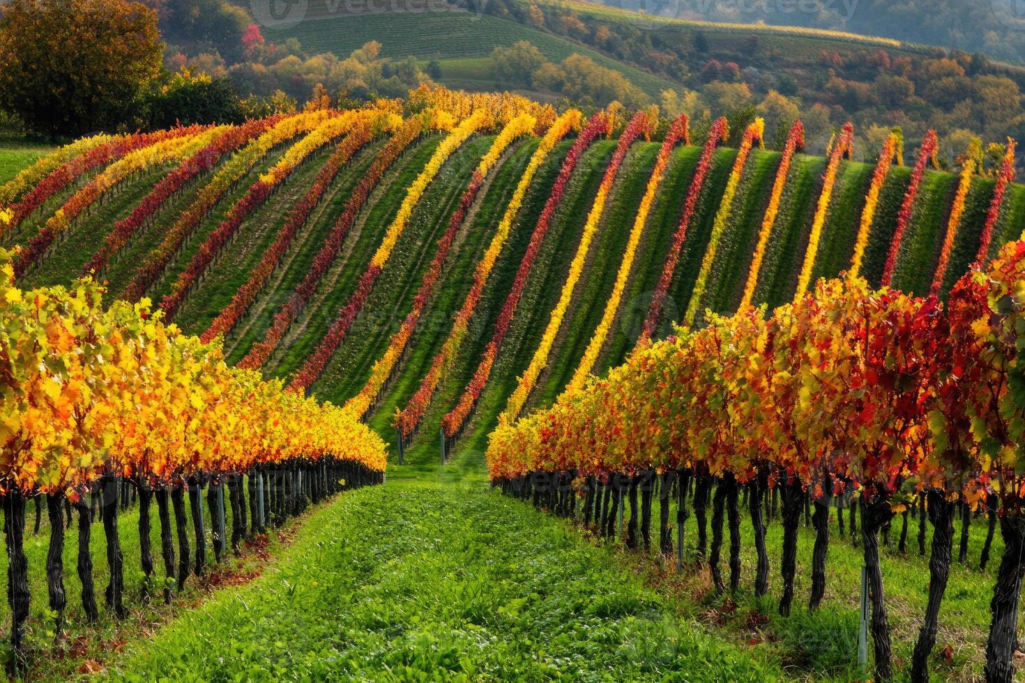 A picturesque vineyard in the autumn season. photo