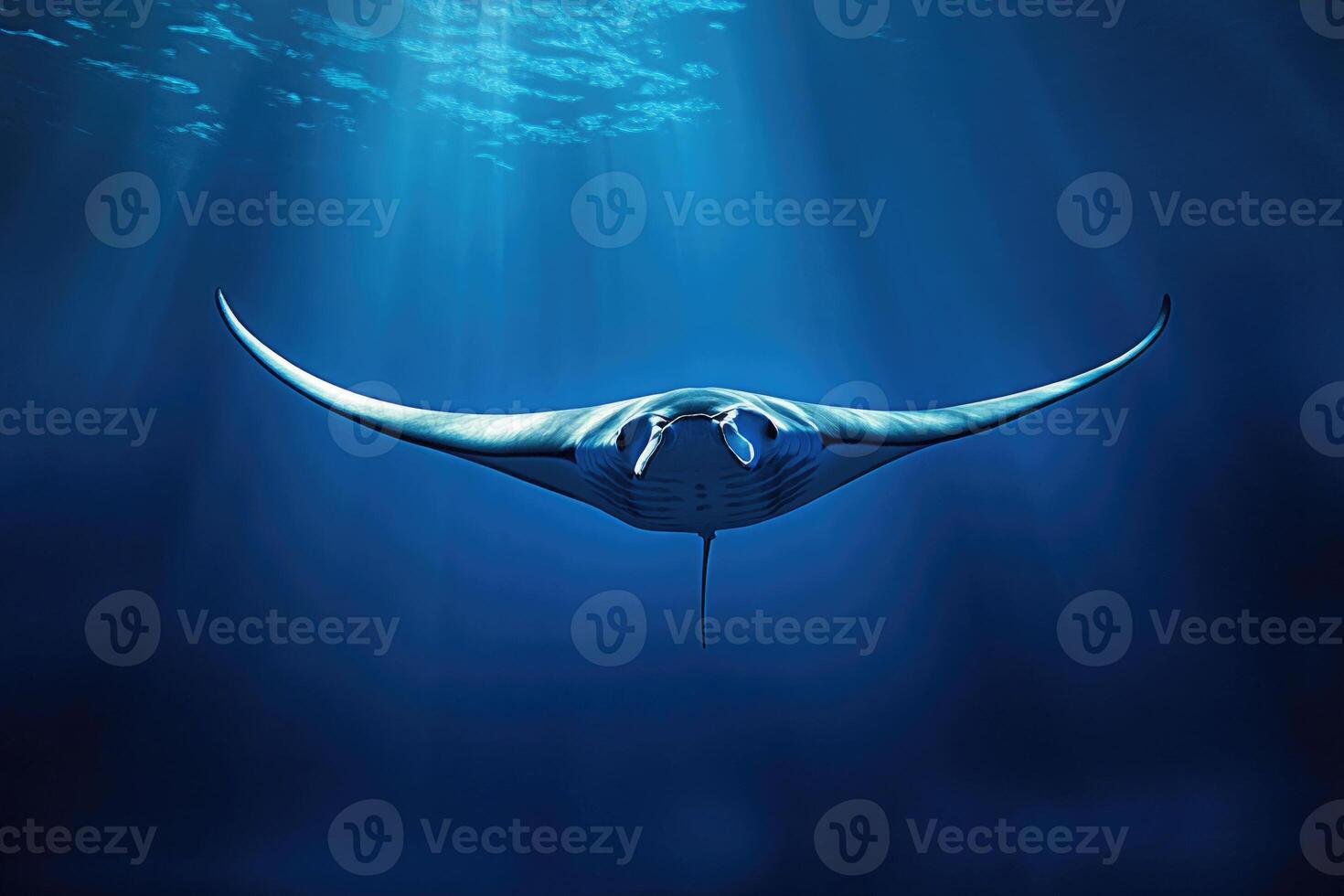 A manta ray gliding effortlessly through the oceans blue depths. photo