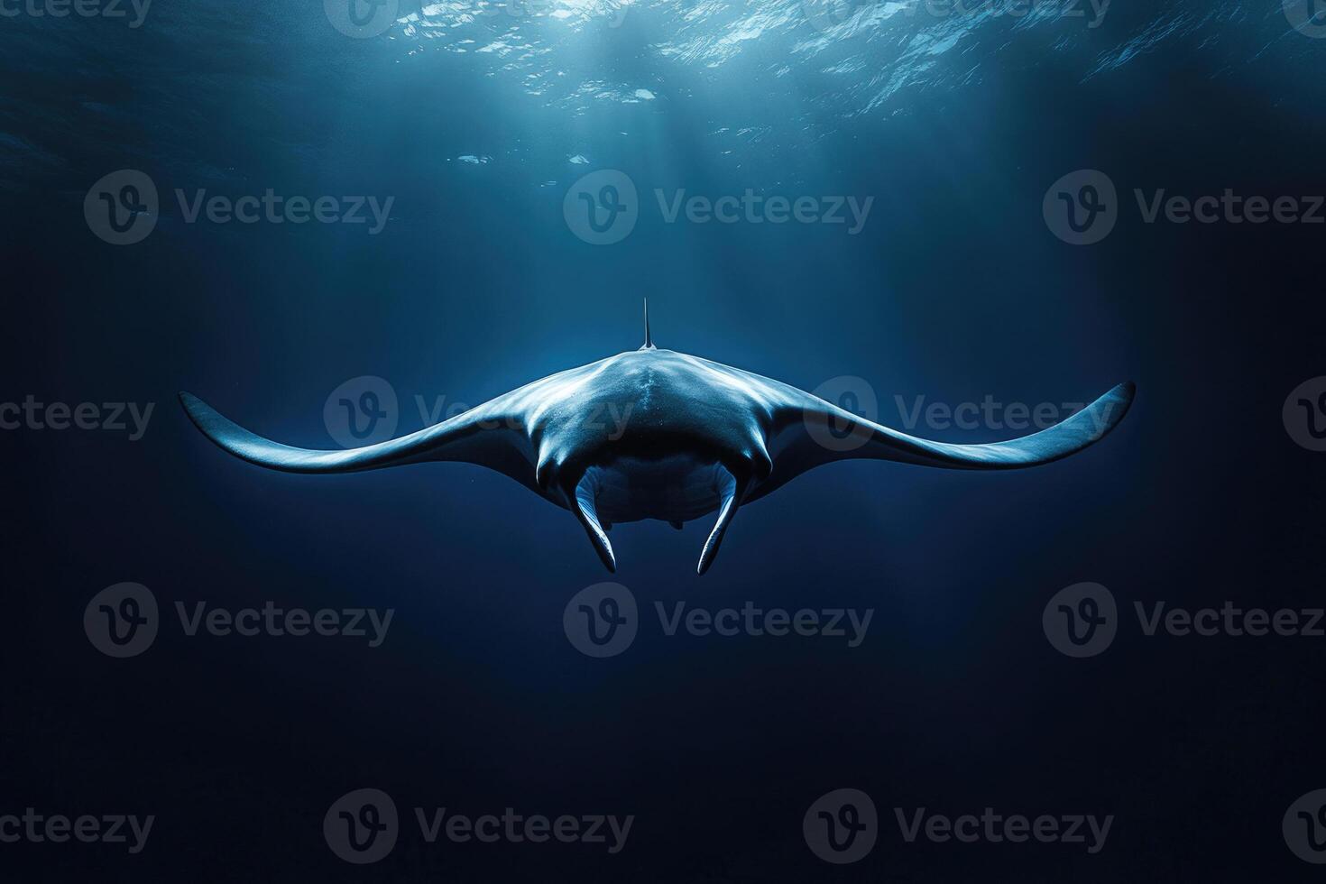 A manta ray gliding effortlessly through the oceans blue depths. photo
