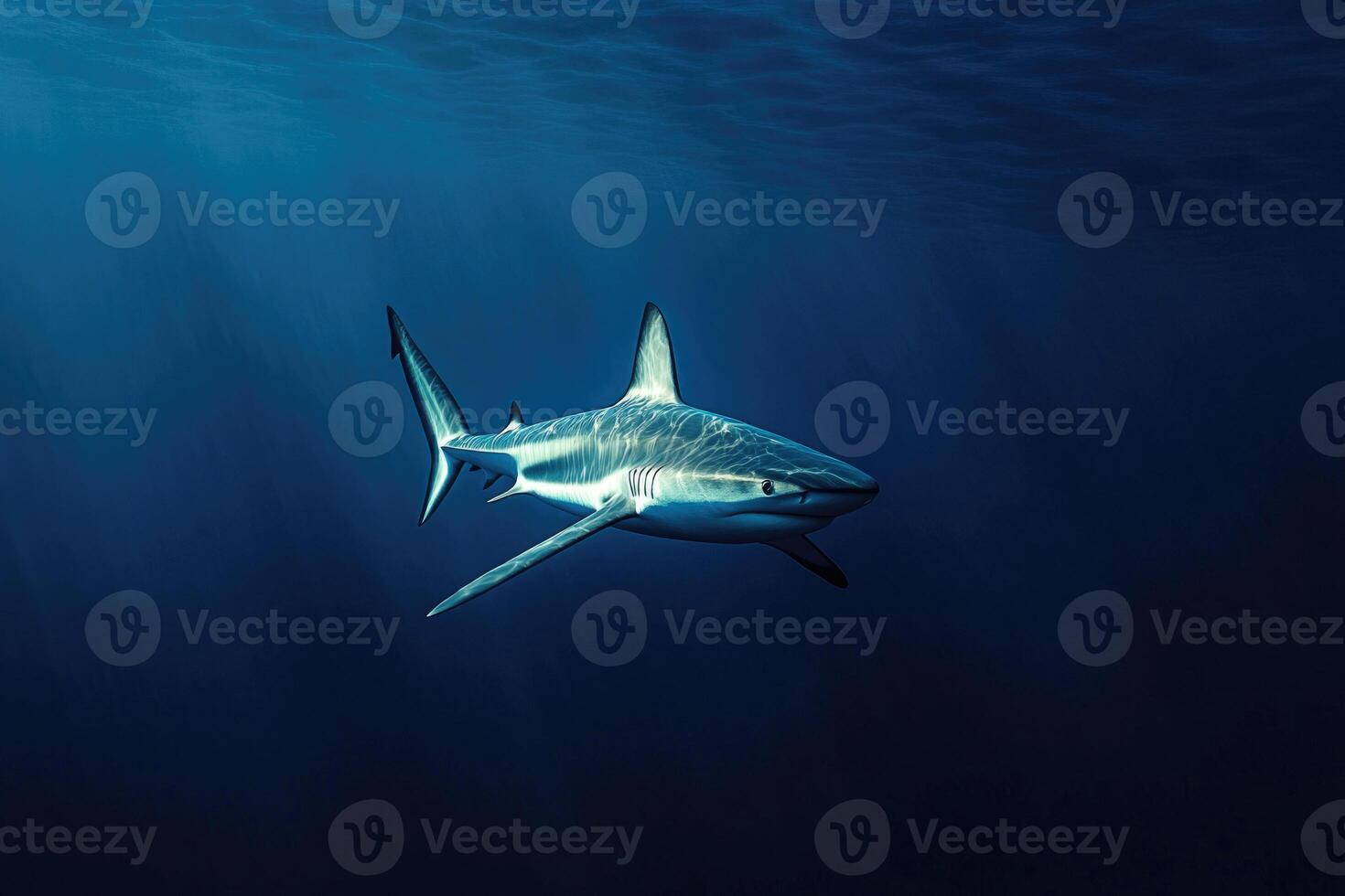 A majestic shark swimming silently through deep blue waters. photo