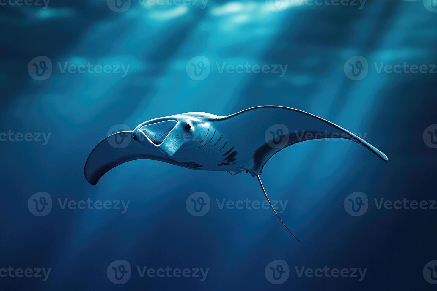 A manta ray gliding effortlessly through the oceans blue depths. photo
