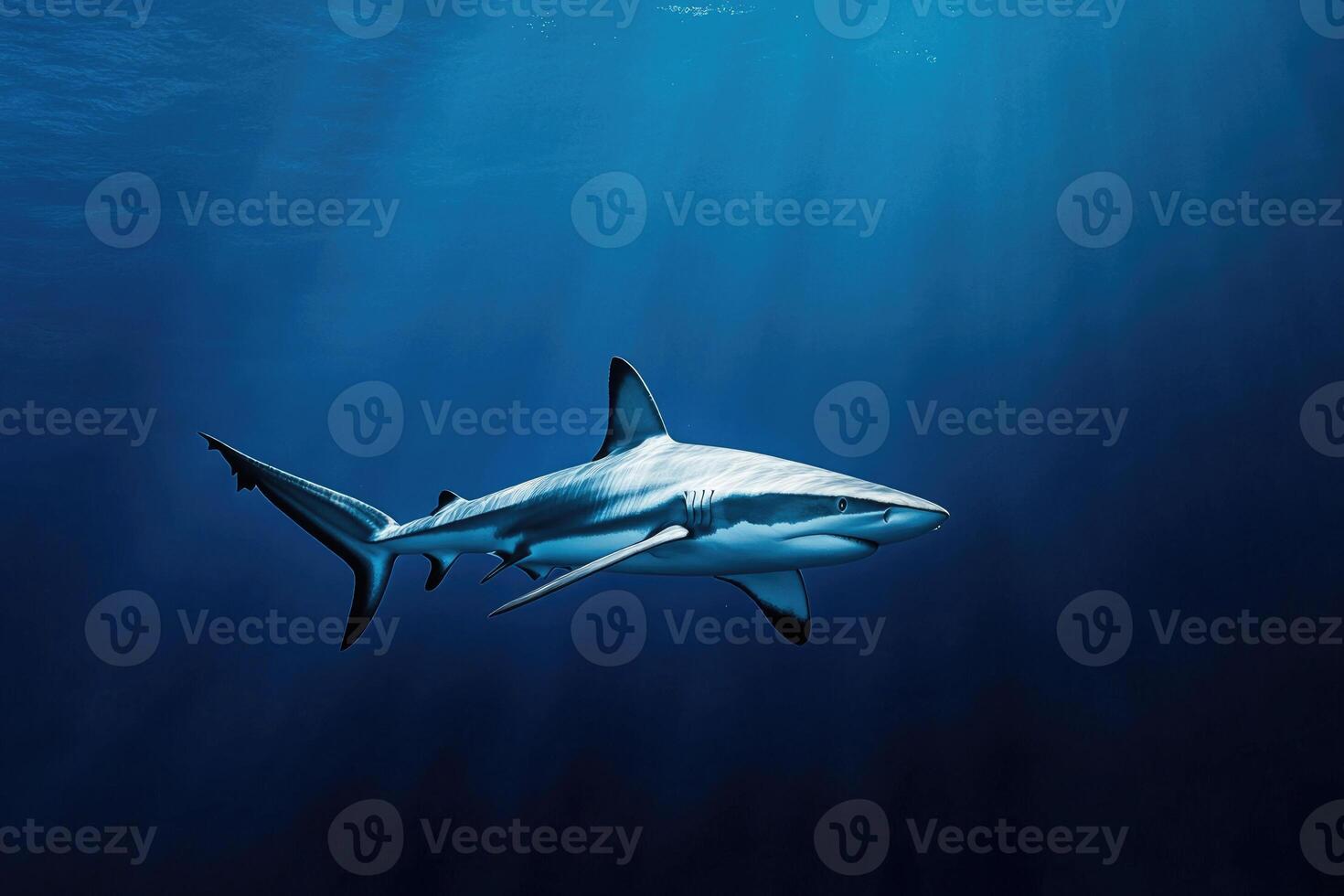 A majestic shark swimming silently through deep blue waters. photo
