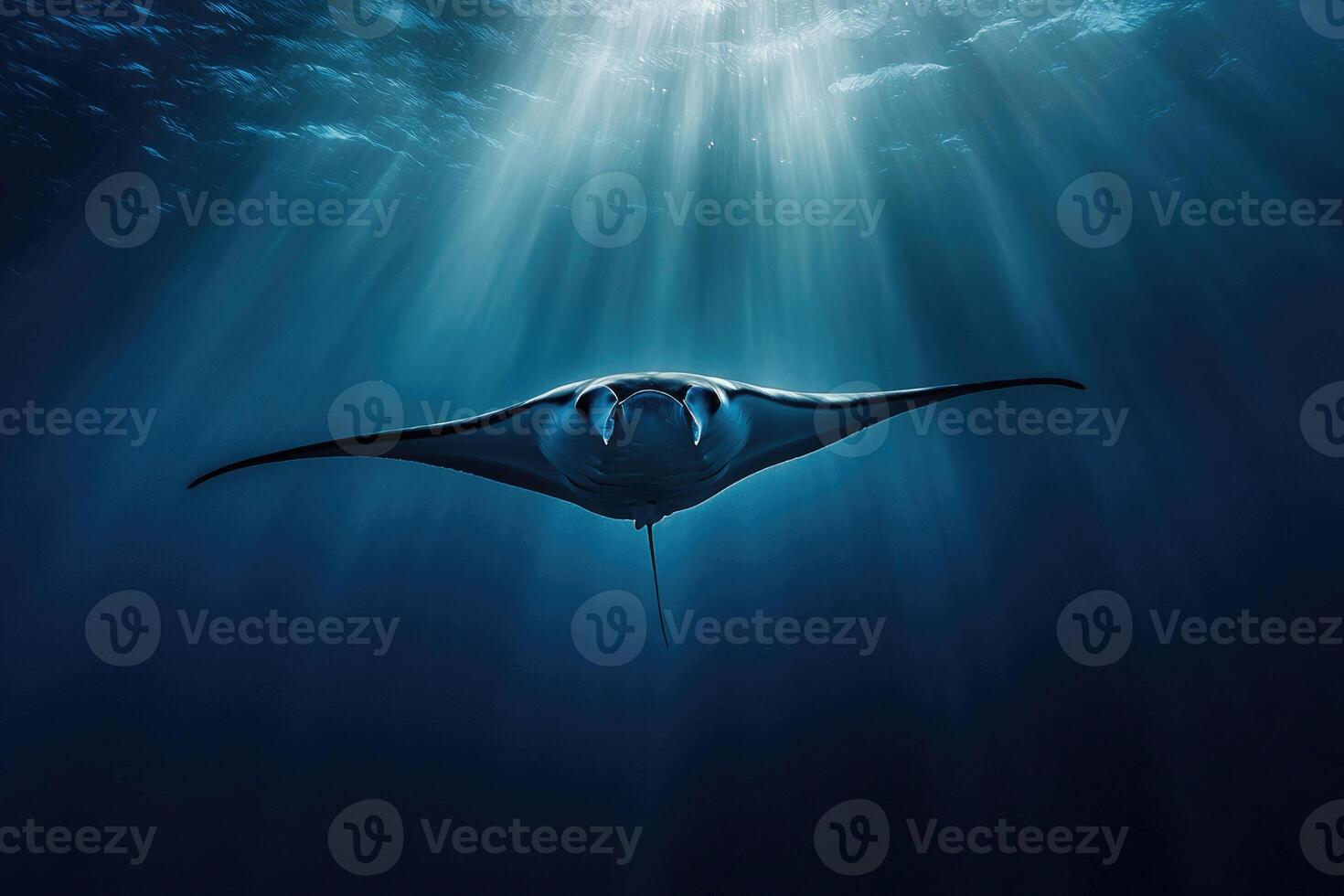 A manta ray gliding effortlessly through the oceans blue depths. photo