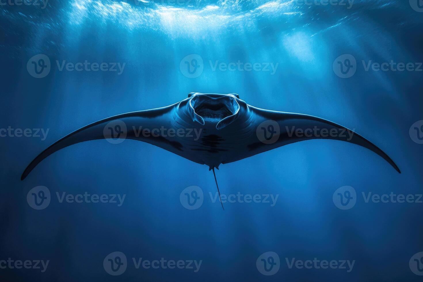 A manta ray gliding effortlessly through the oceans blue depths. photo