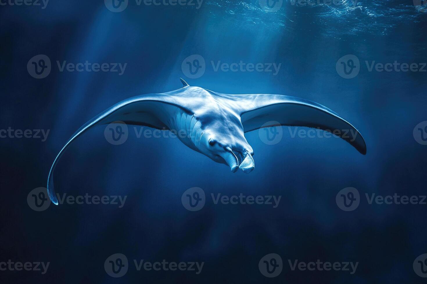 A manta ray gliding effortlessly through the oceans blue depths. photo