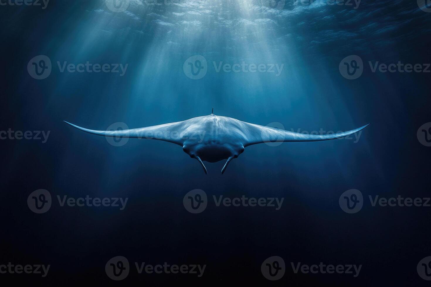 A manta ray gliding effortlessly through the oceans blue depths. photo