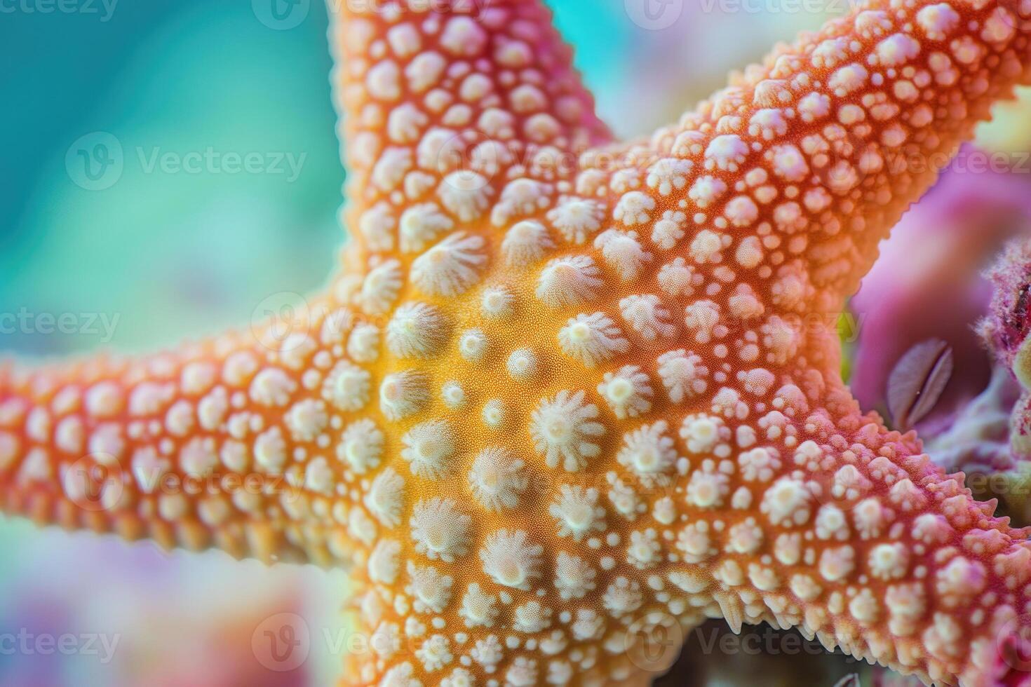 A close-up of a starfish resting on a vibrant coral reef. photo
