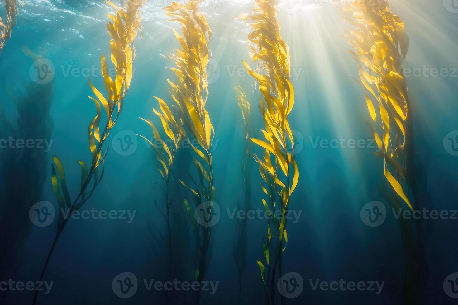 A serene underwater view of a kelp forest swaying gently in the ocean current. photo