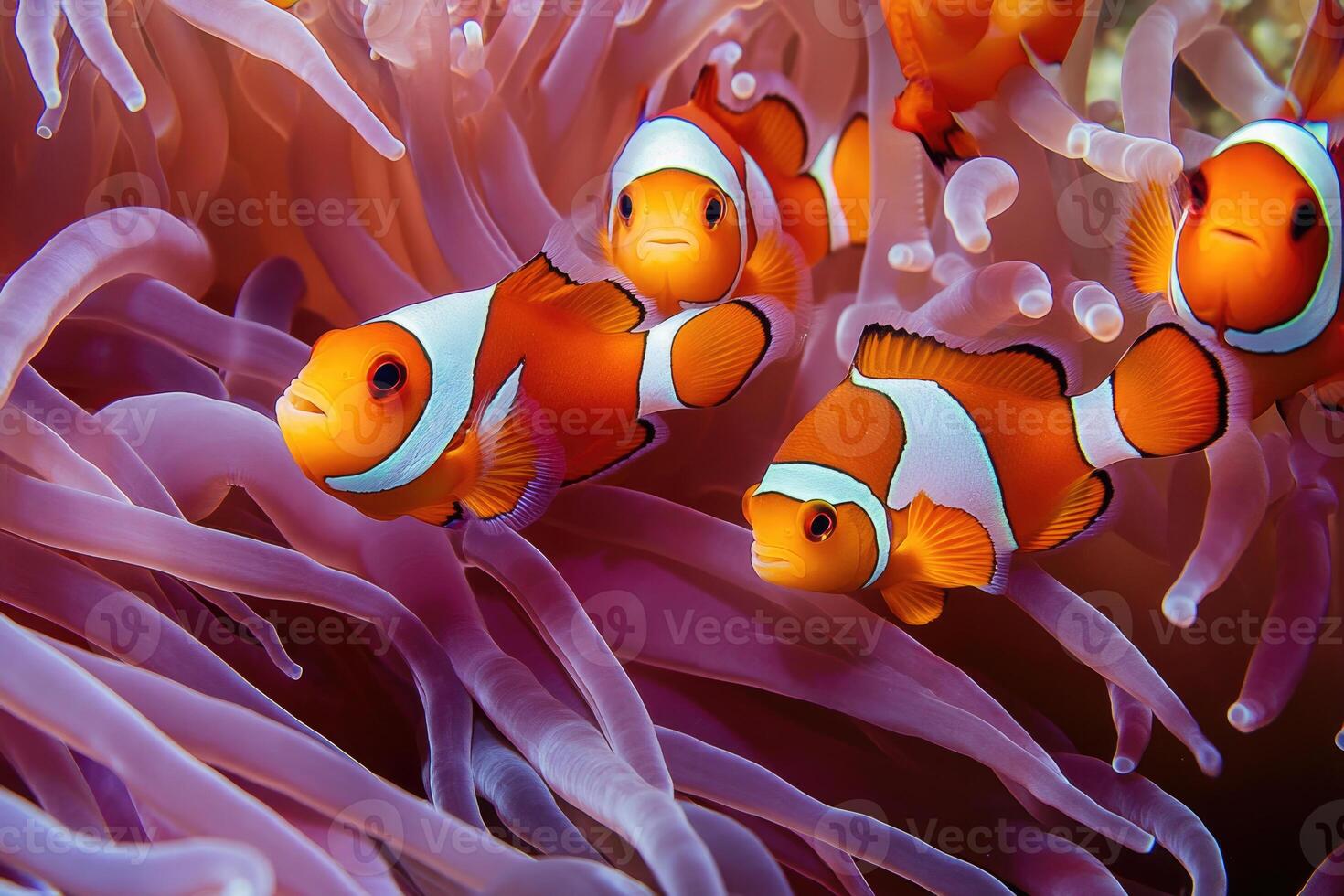 A group of vibrant clownfish swimming among the tentacles of a sea anemone. photo