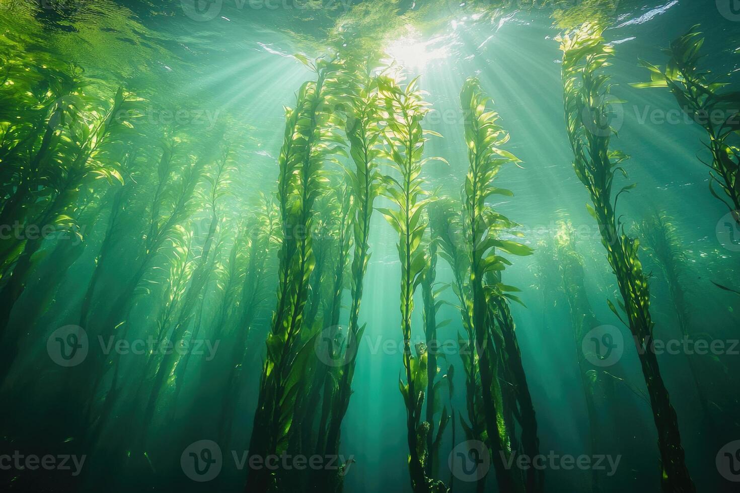 A serene underwater view of a kelp forest swaying gently in the ocean current. photo