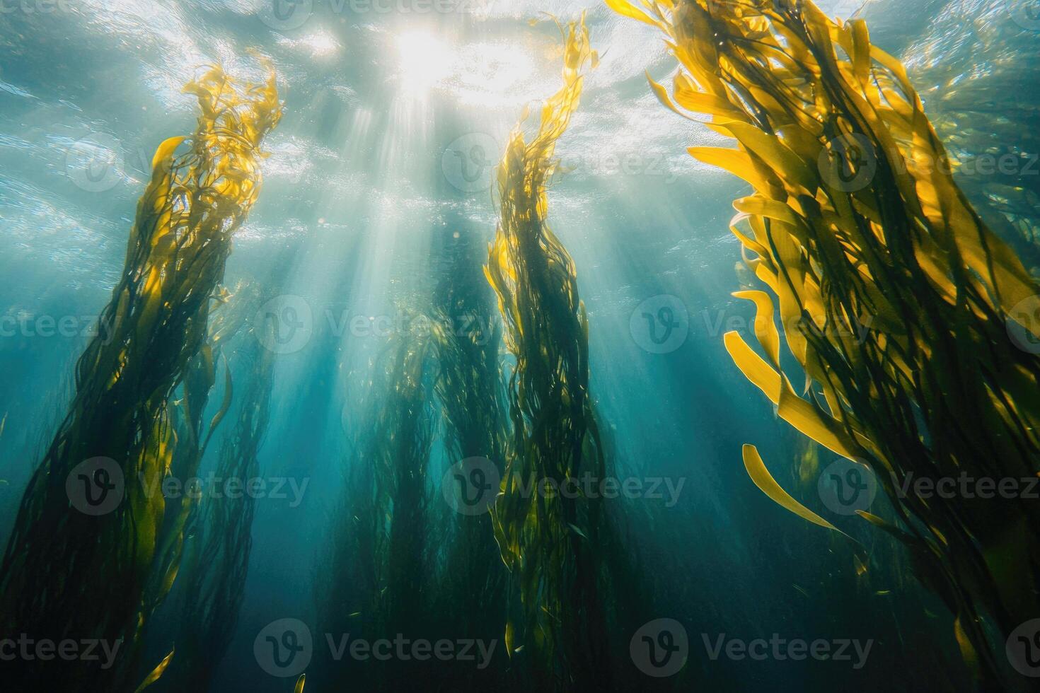 A serene underwater view of a kelp forest swaying gently in the ocean current. photo