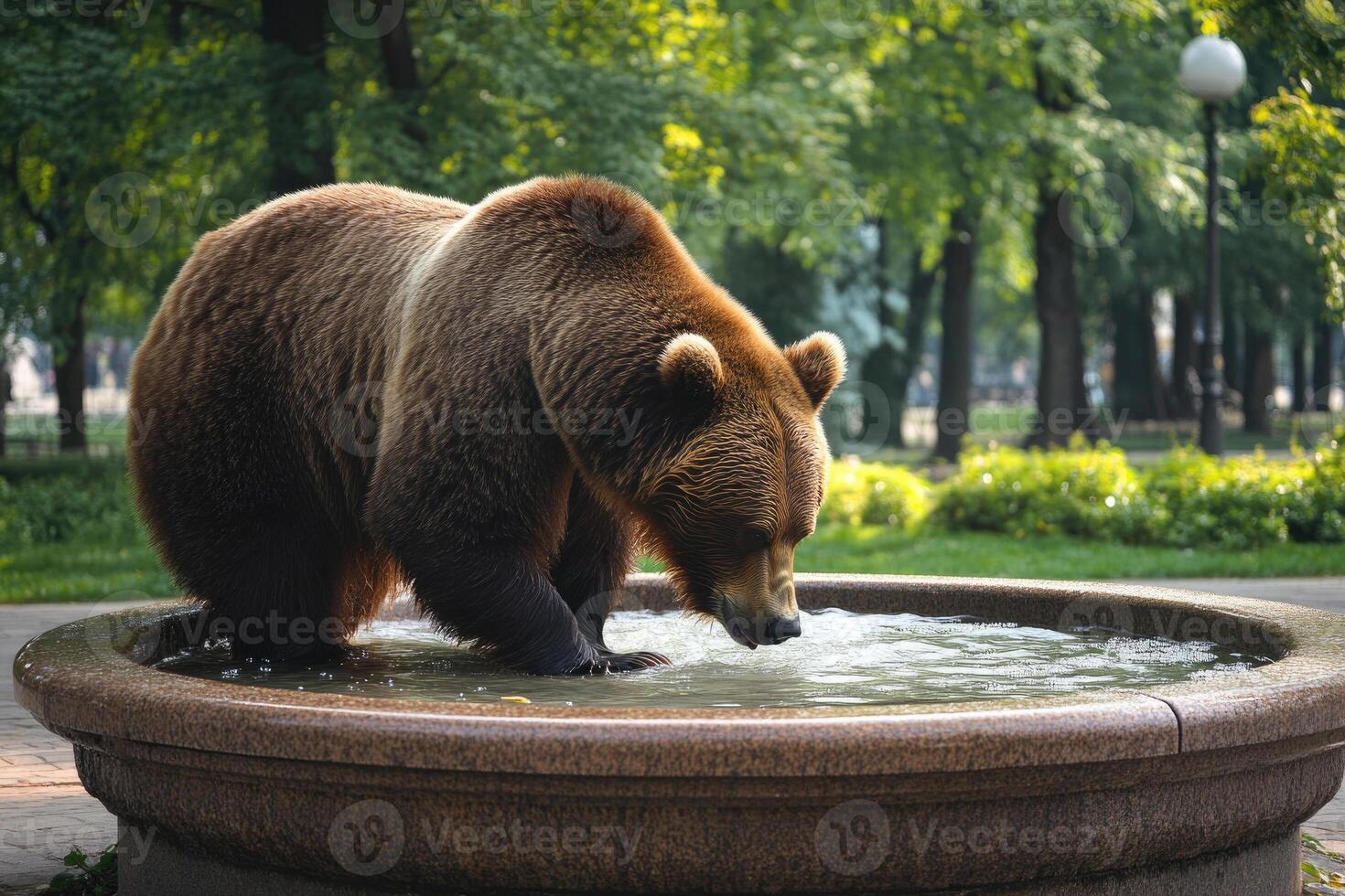 A bear drinking from a park fountain in a city park. photo