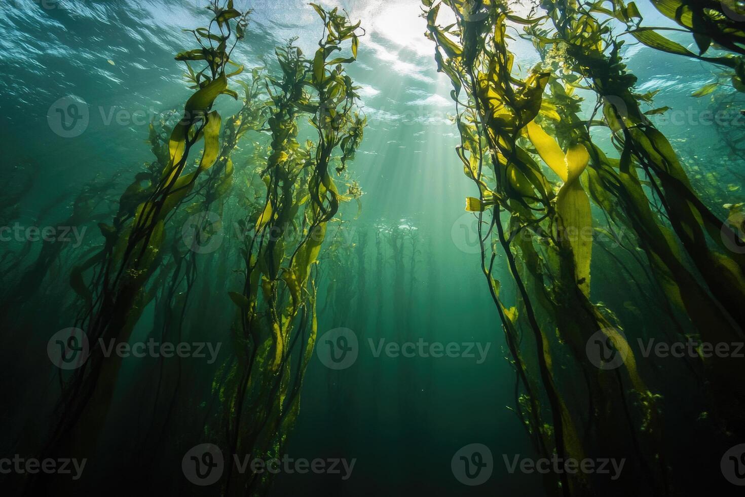 A serene underwater view of a kelp forest swaying gently in the ocean current. photo