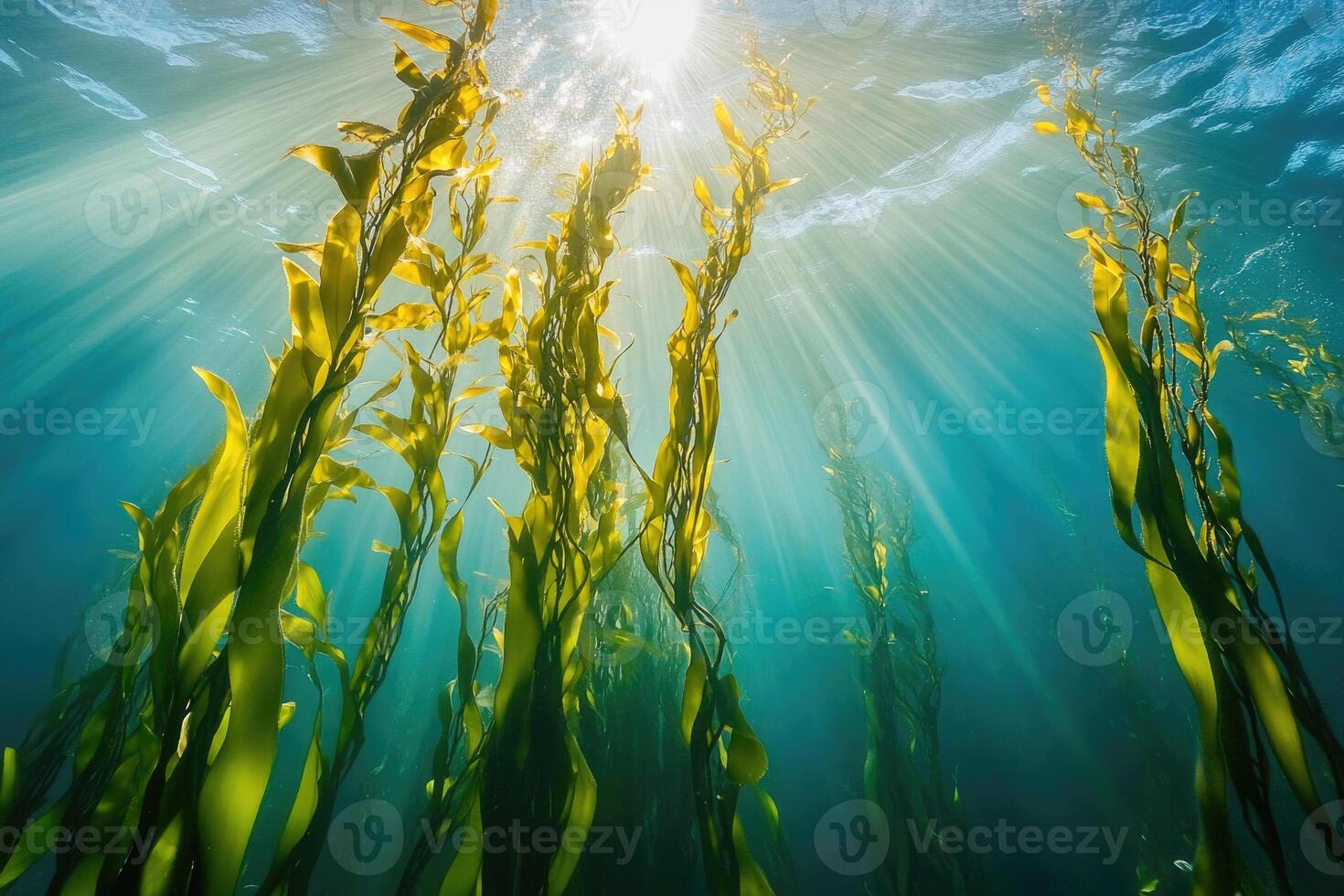 A serene underwater view of a kelp forest swaying gently in the ocean current. photo