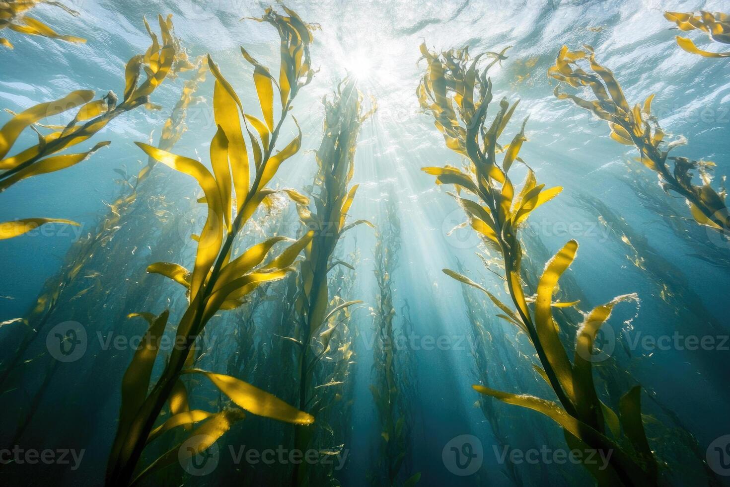 A serene underwater view of a kelp forest swaying gently in the ocean current. photo