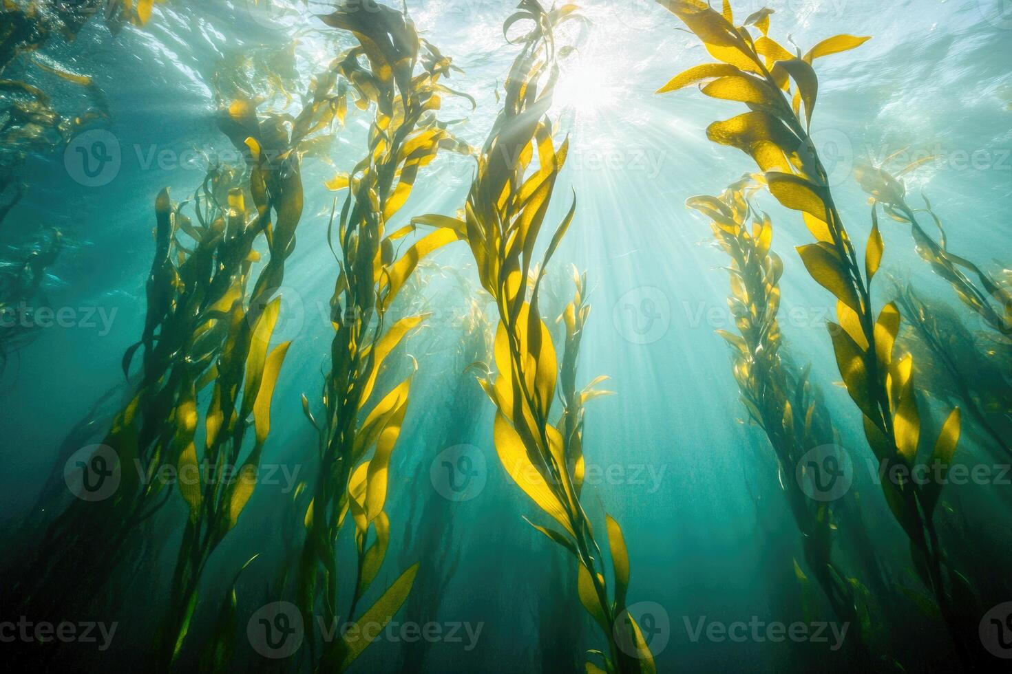 A serene underwater view of a kelp forest swaying gently in the ocean current. photo