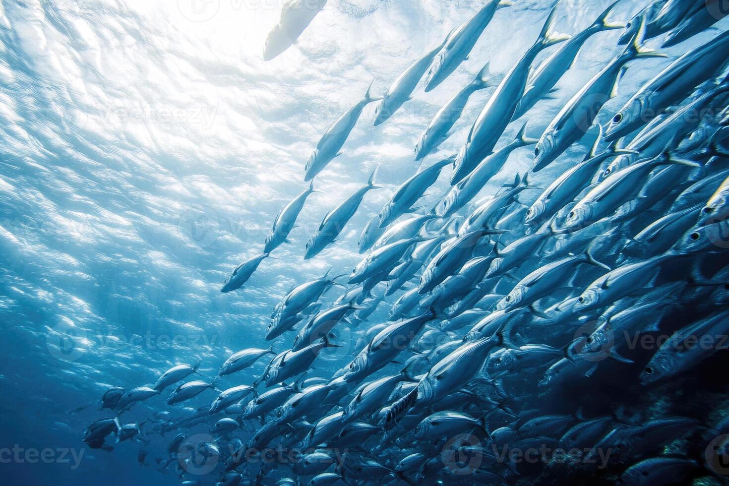 A school of fish swimming in perfect synchronization in the open ocean. photo