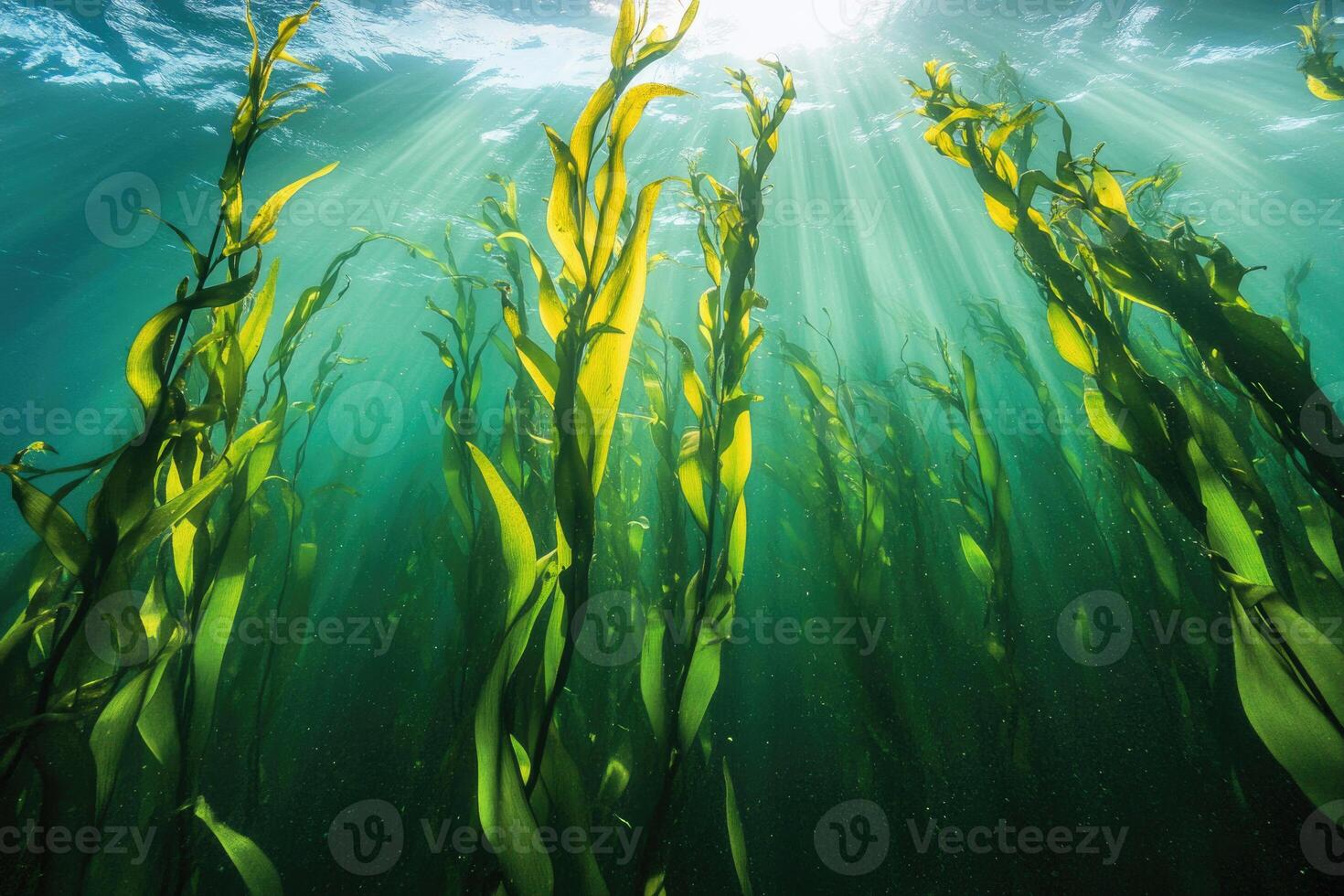 A serene underwater view of a kelp forest swaying gently in the ocean current. photo