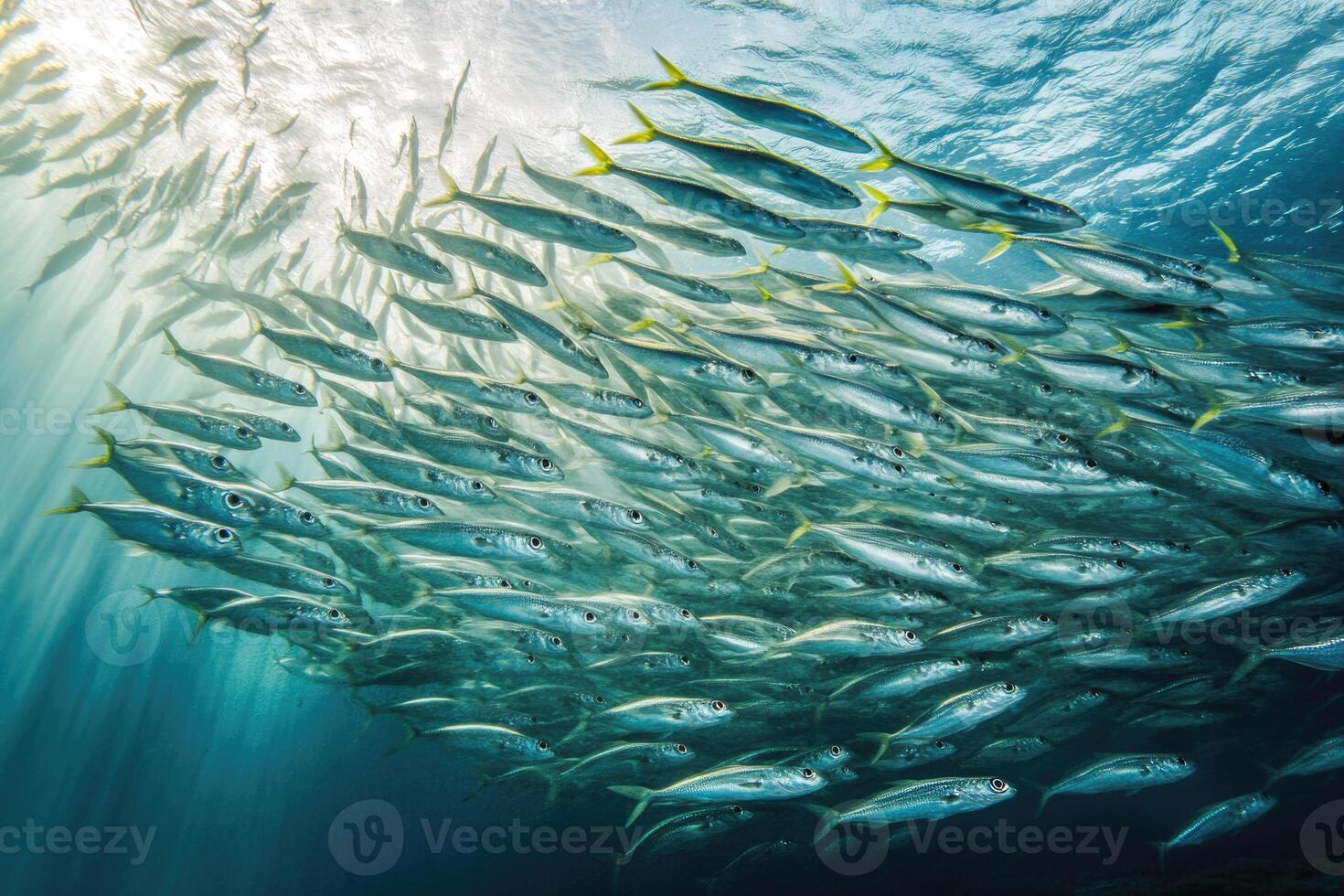 A school of fish swimming in perfect synchronization in the open ocean. photo