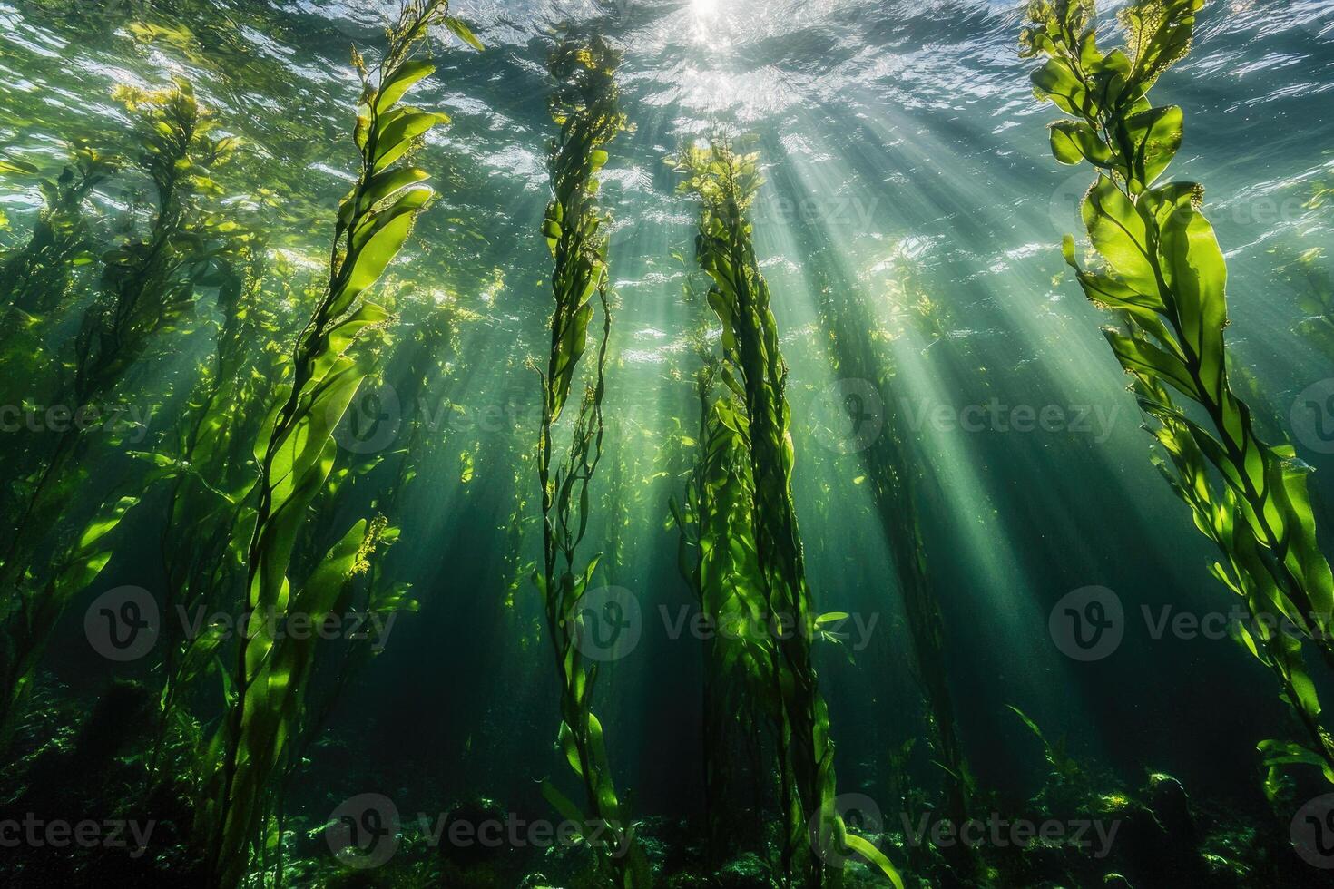 A serene underwater view of a kelp forest swaying gently in the ocean current. photo
