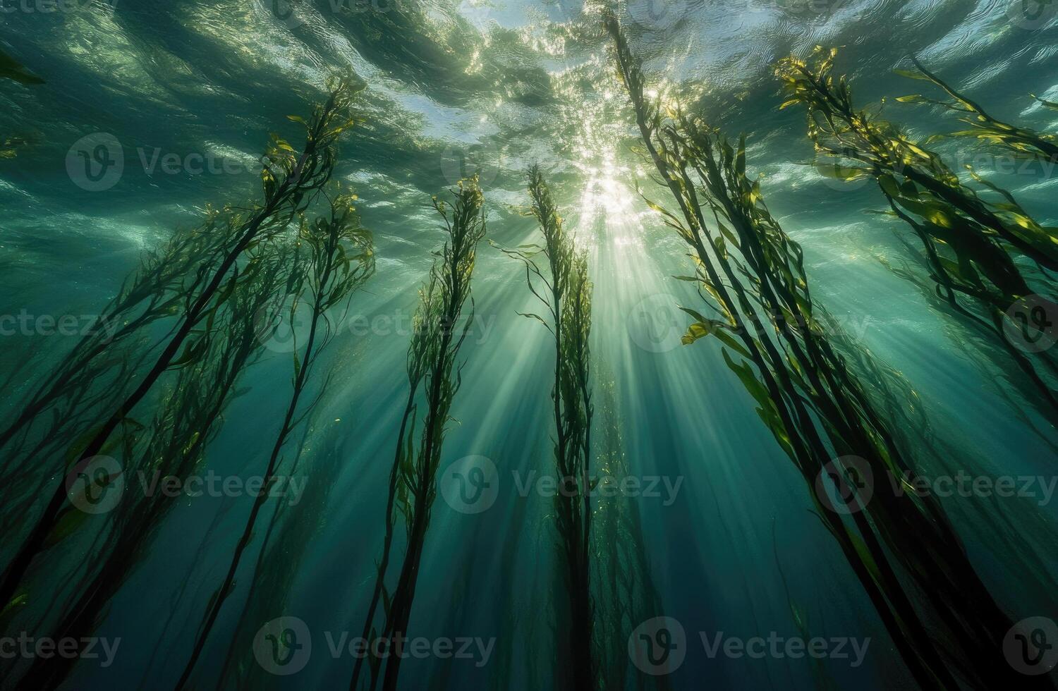 A serene underwater view of a kelp forest swaying gently in the ocean current. photo