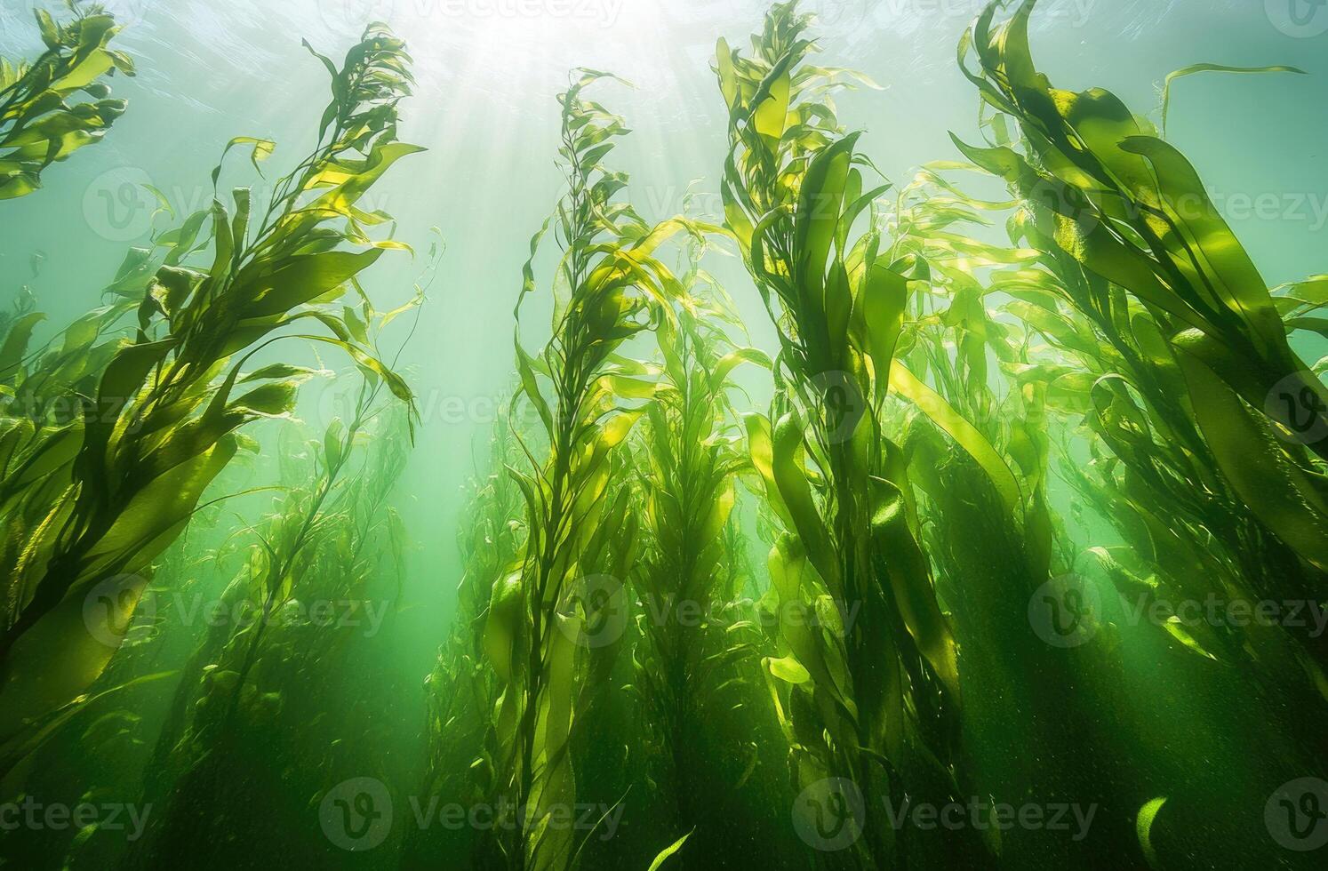 A serene underwater view of a kelp forest swaying gently in the ocean current. photo