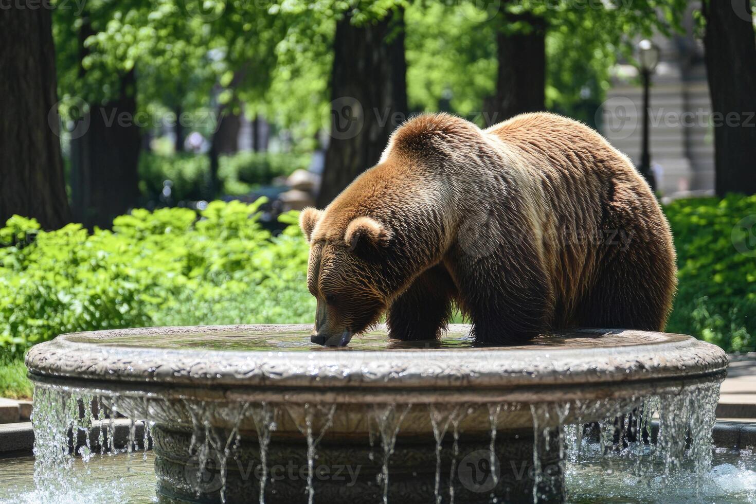 A bear drinking from a park fountain in a city park. photo